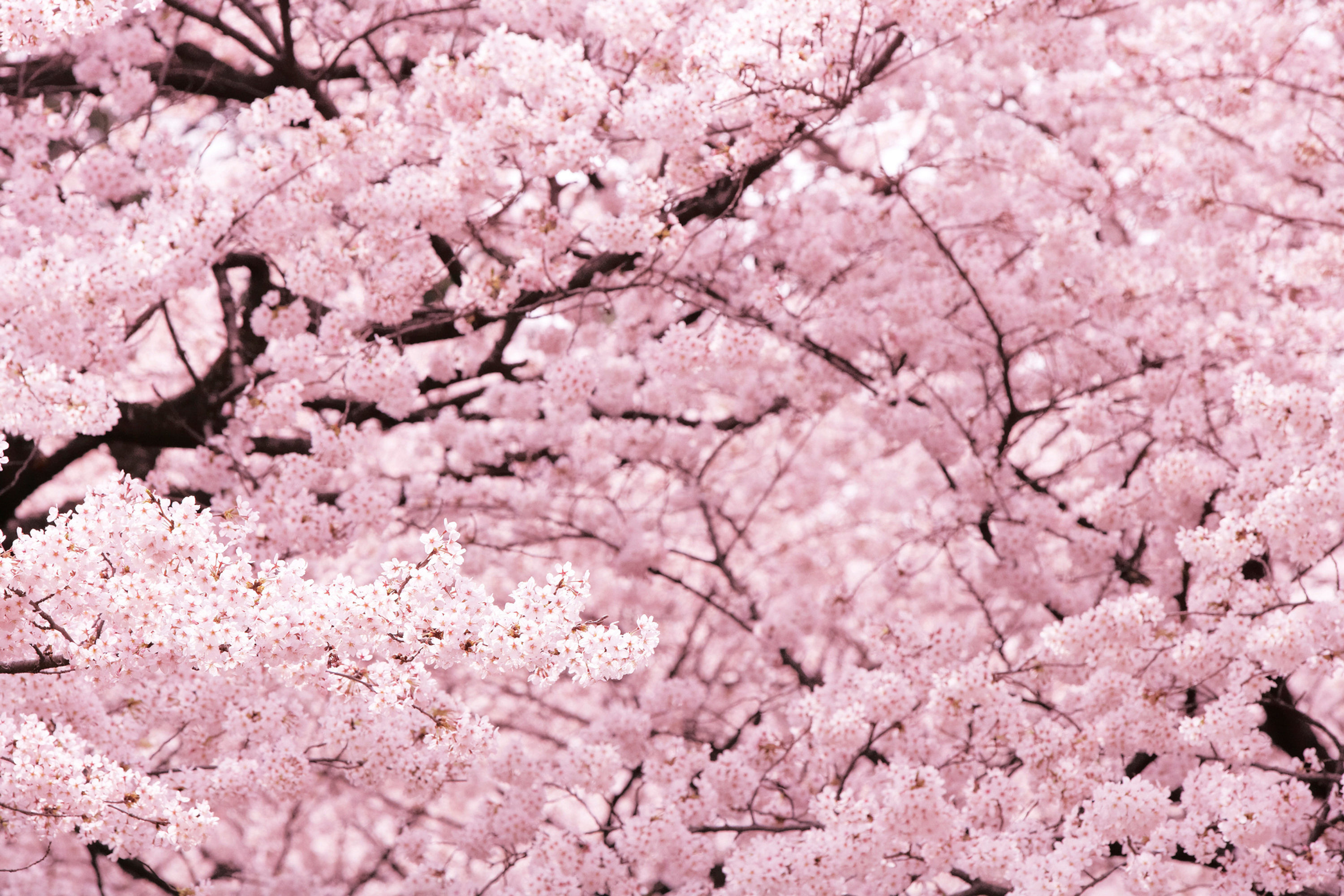 BT Kirschen Nr. 42-31184510