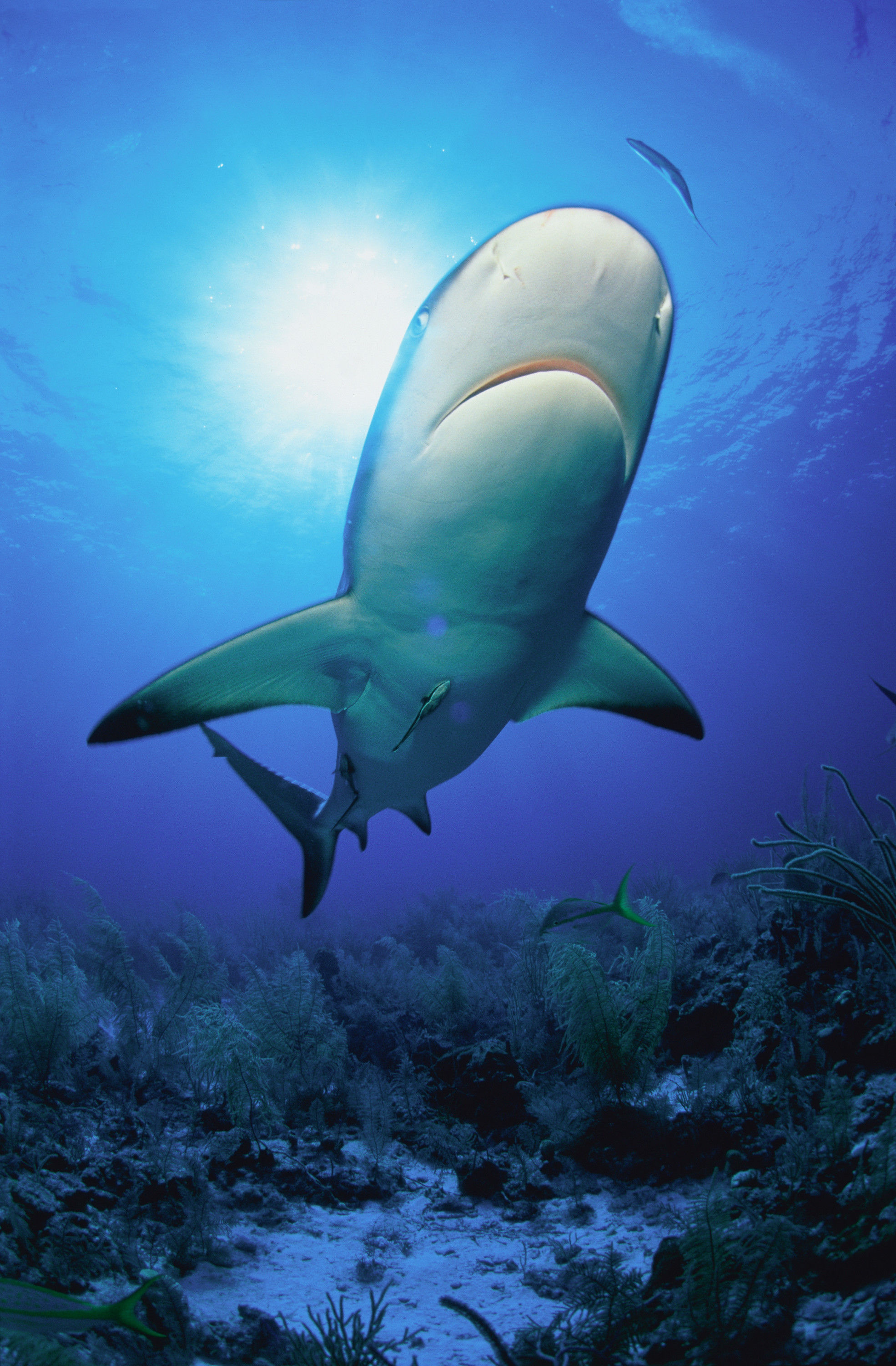 BT Hai Nr. 42-15408935