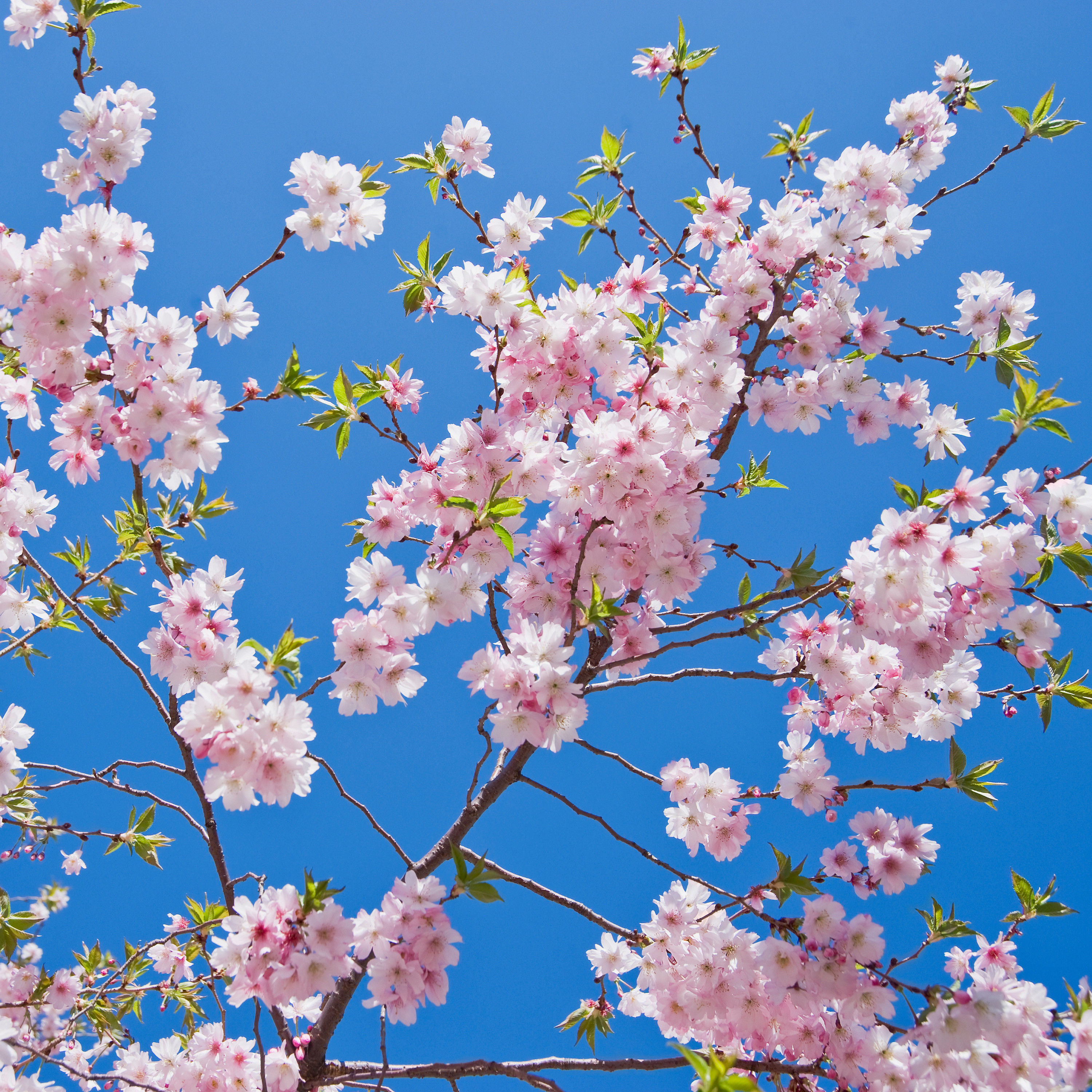 BT Kirschen Nr. 42-23887456