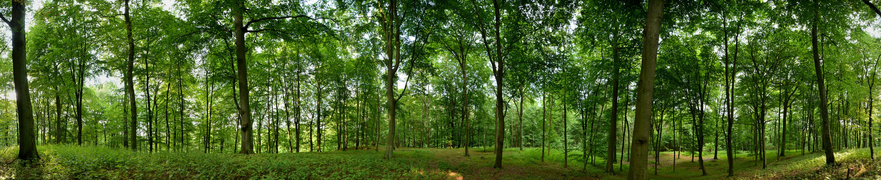Wald Giga Panorama UHD No. 40