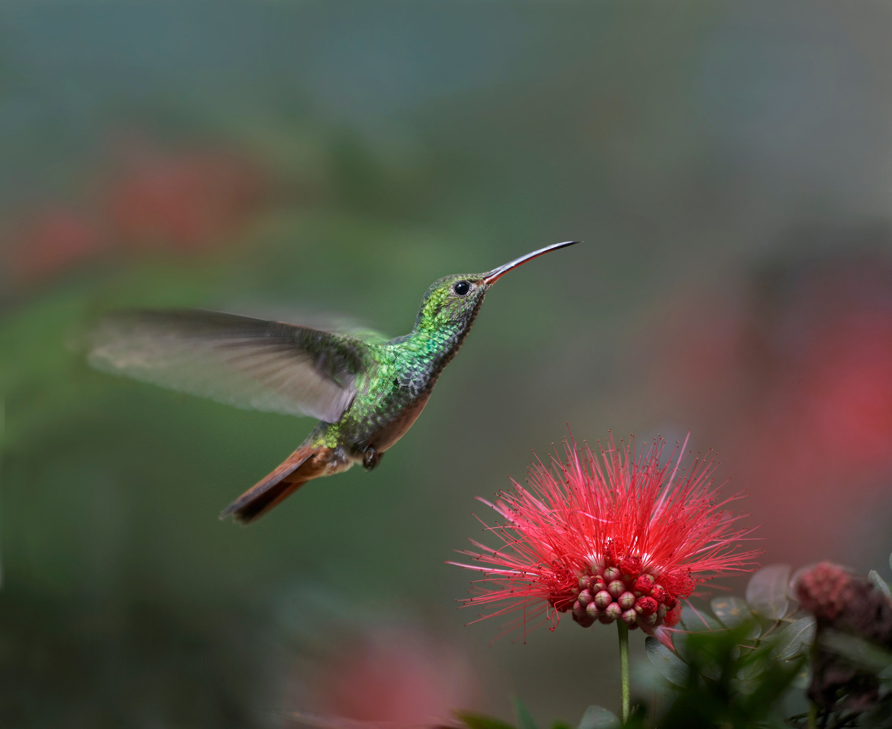 BT Kolibri Nr. 176927