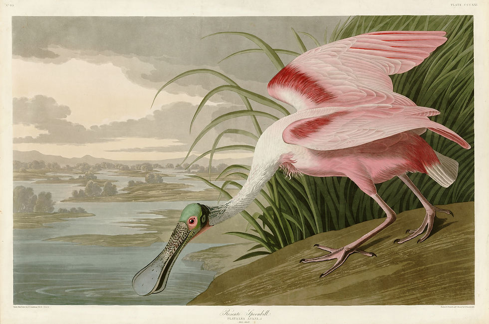 Thumbnail: Animals-Zeichnungen #63 by © Corbis/© Corbis.  All Rights Reserved.