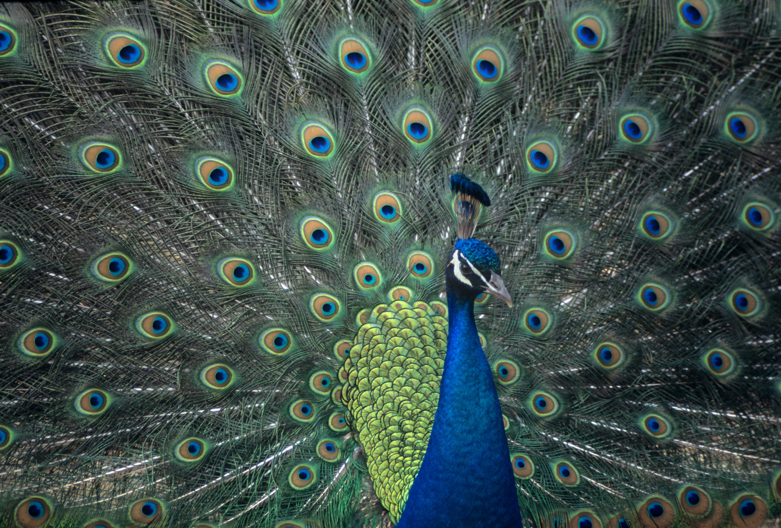 BT Pfau Nr. 42-25127164