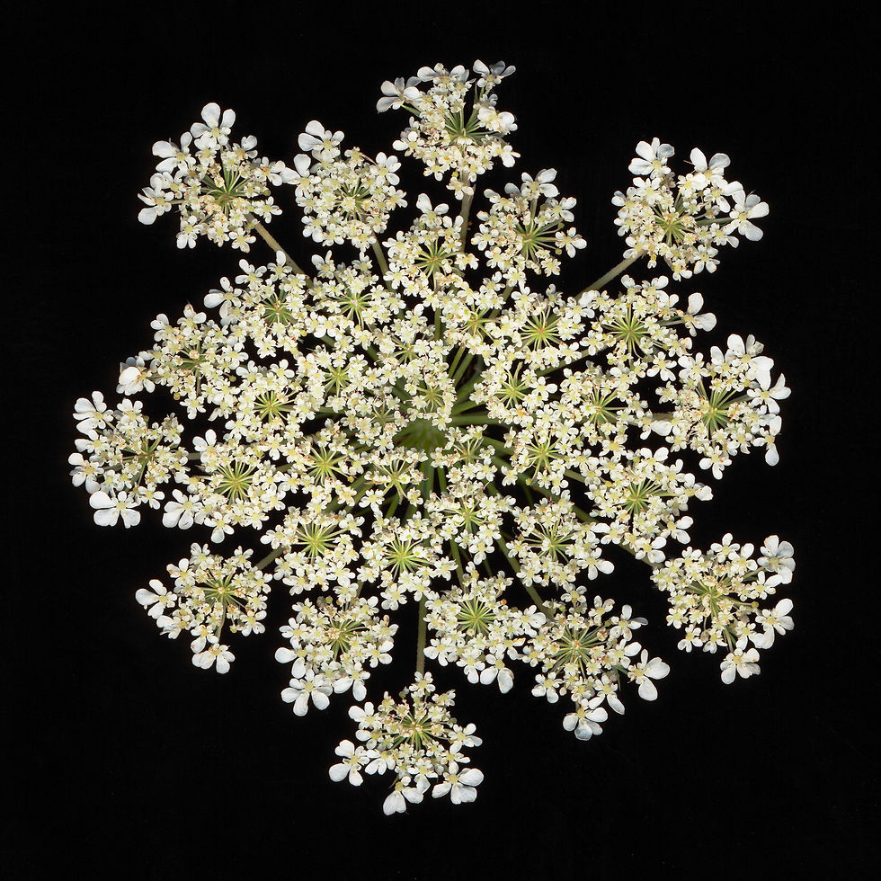Miniaturbild: BT Flowers on Black II Nr.: 42-21778864