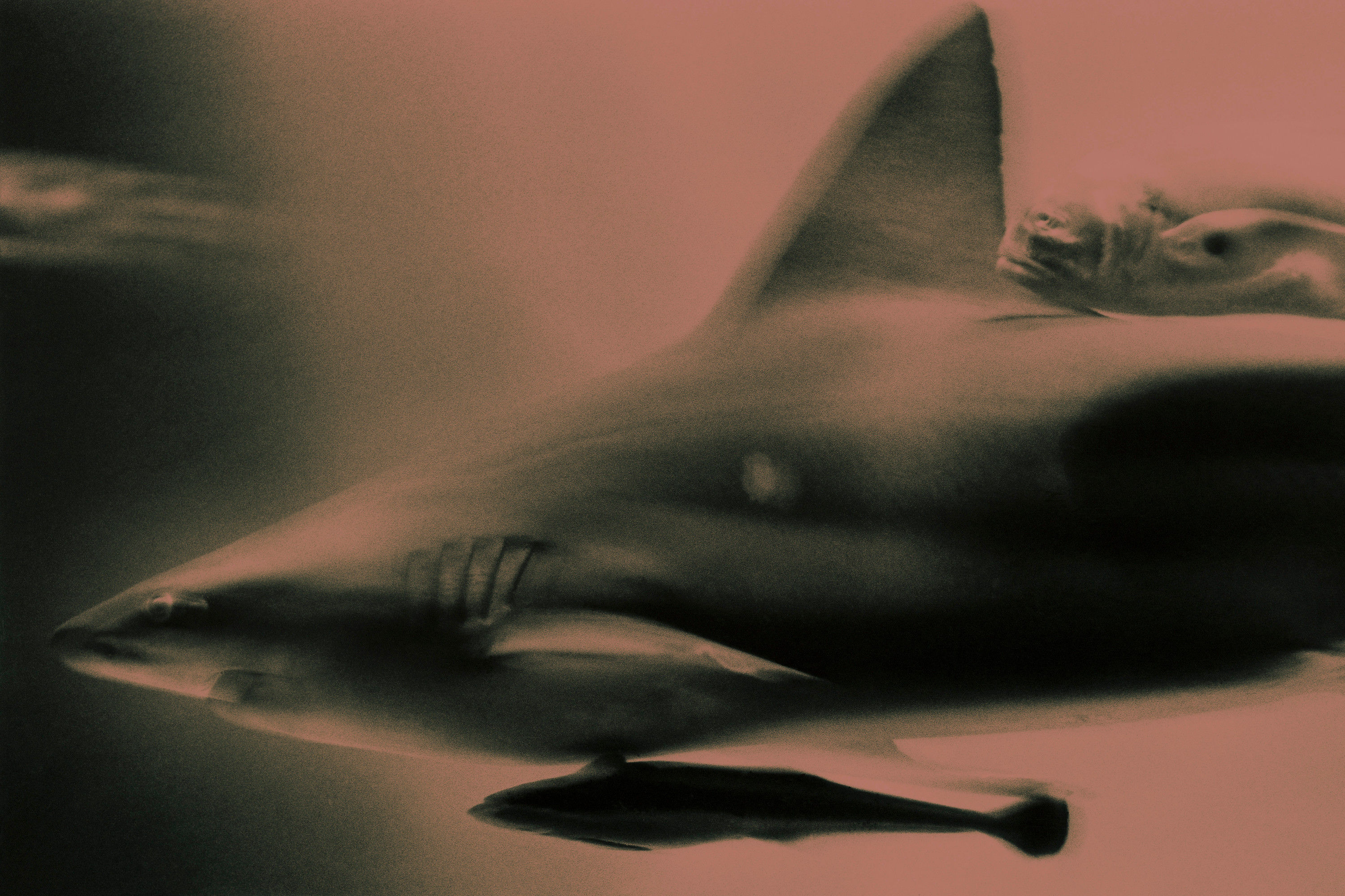 BT Hai Nr. 42-21798980