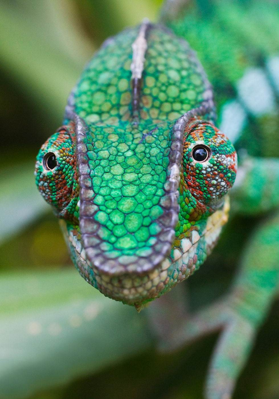 BT Cameleon Nr. 42-20934773