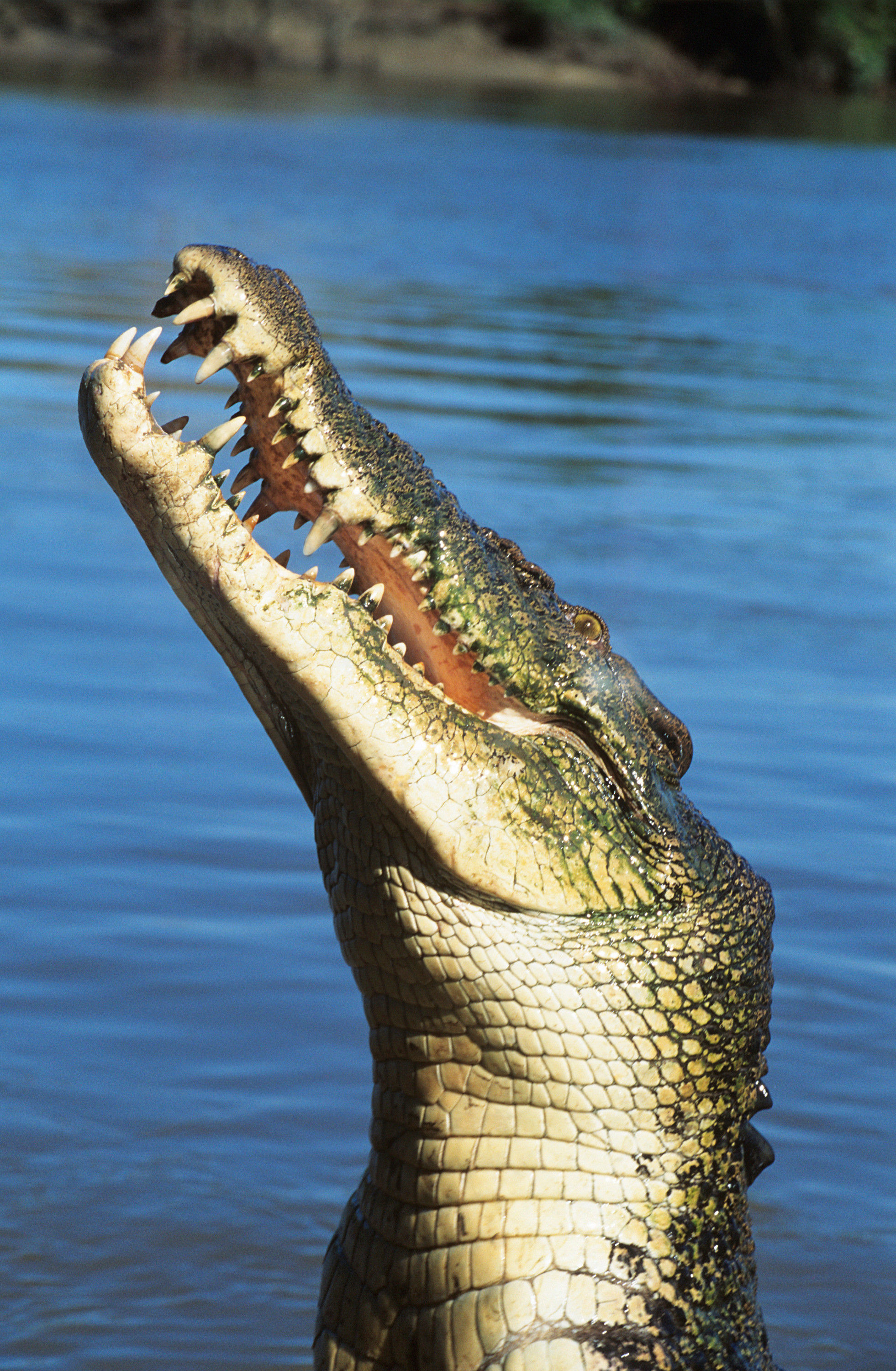 BT Krokodil Nr. 42-18355031