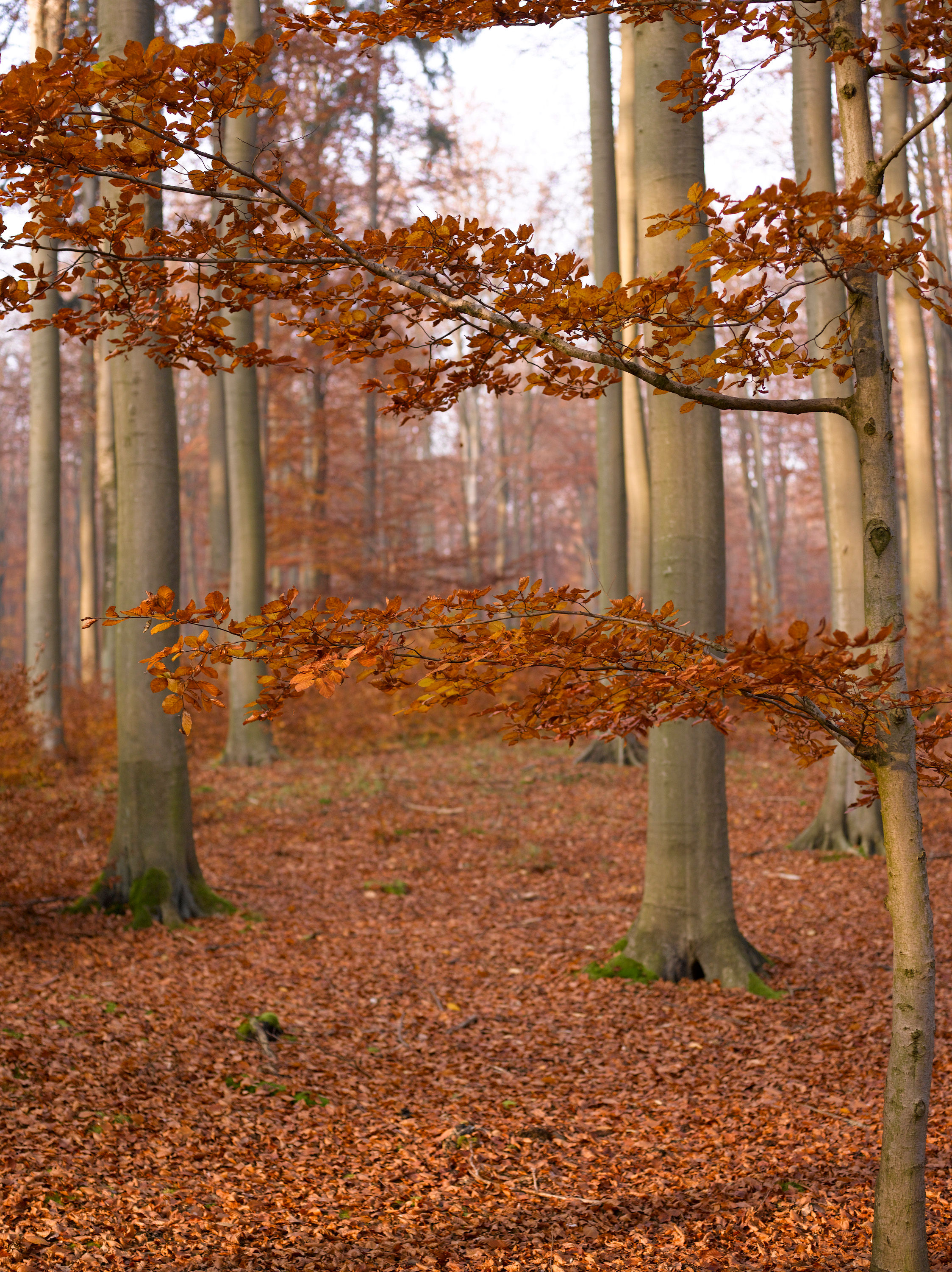 Herbstwald No. 17