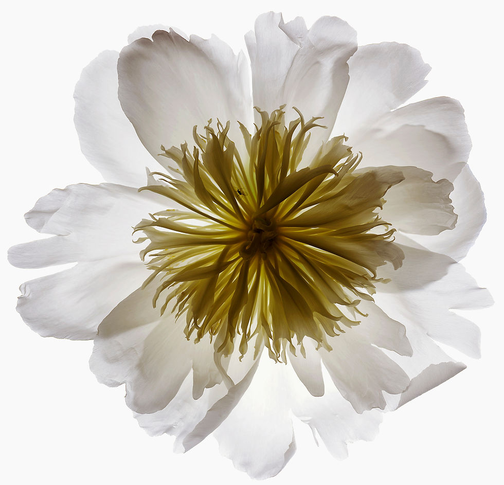 BT Flower Studie Nr.: 42-21778862