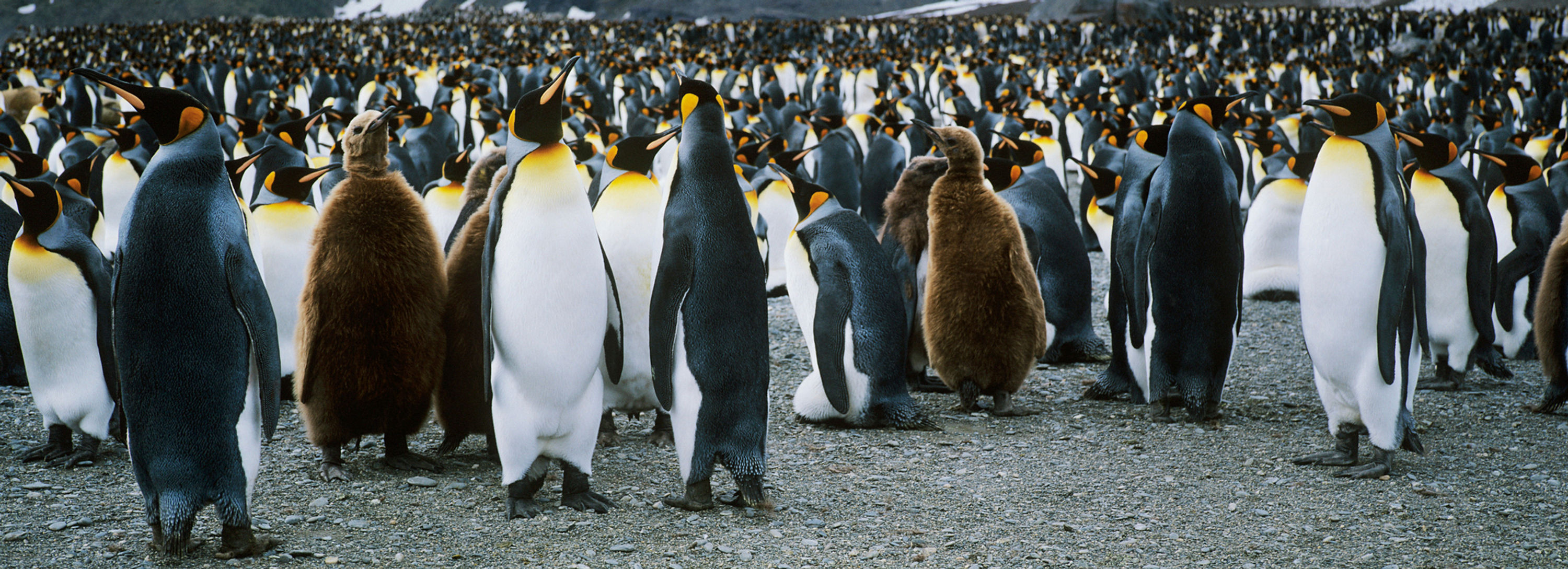 BT Pinguine Nr. 42-18345431