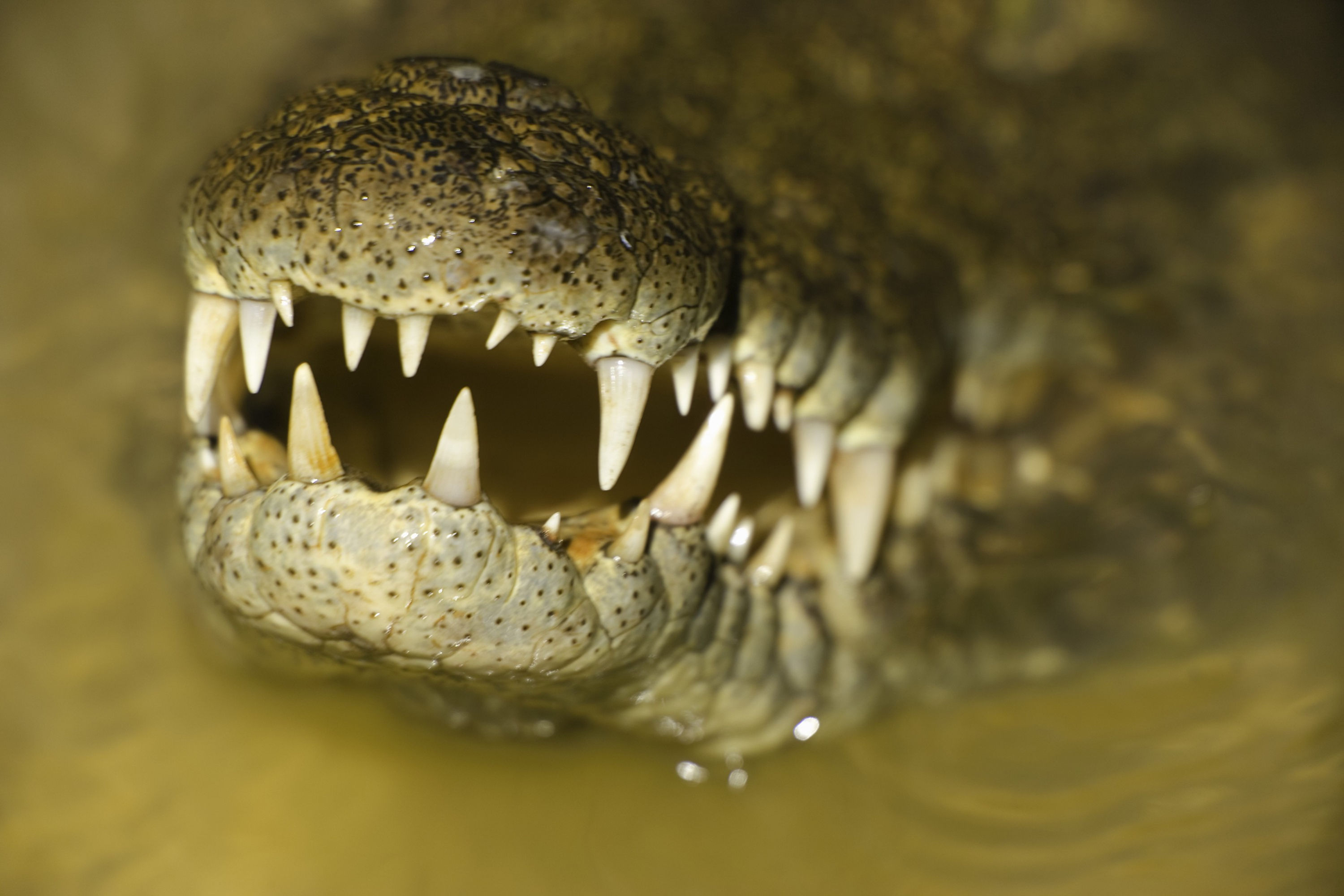 BT Krokodil Nr. 42-25533366