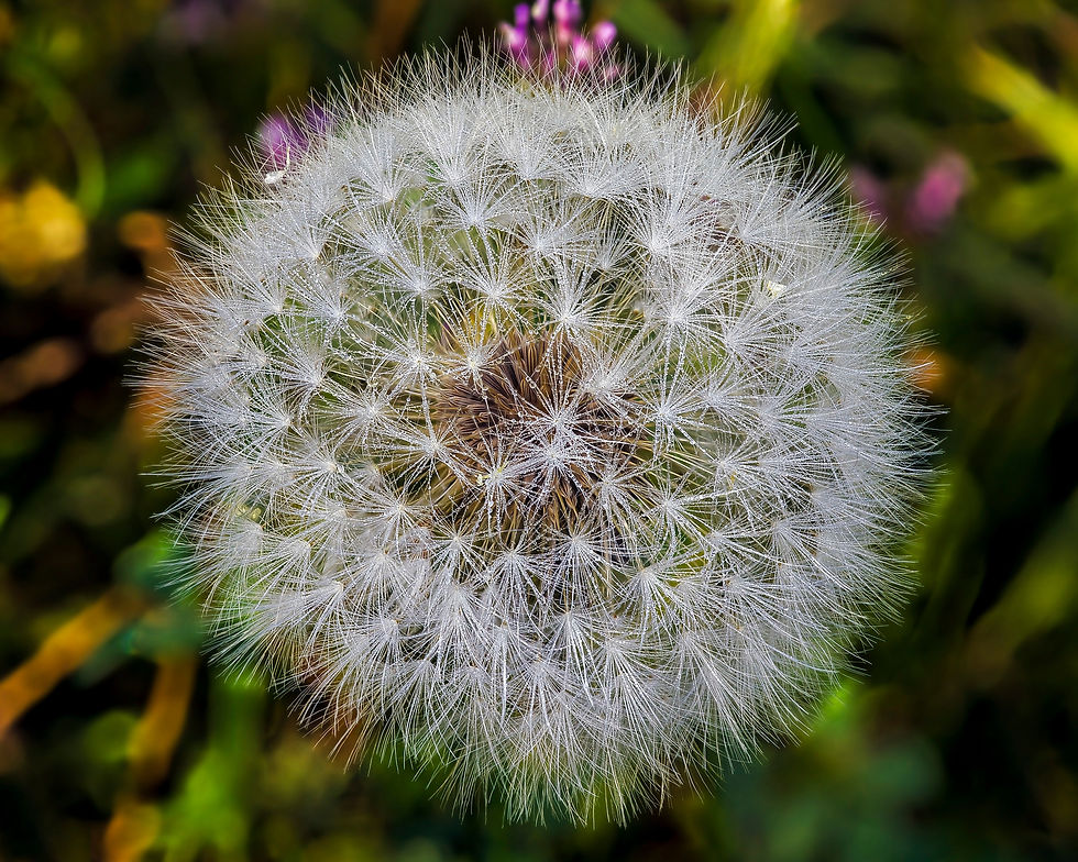 Thumbnail: Pusteblume No. 21