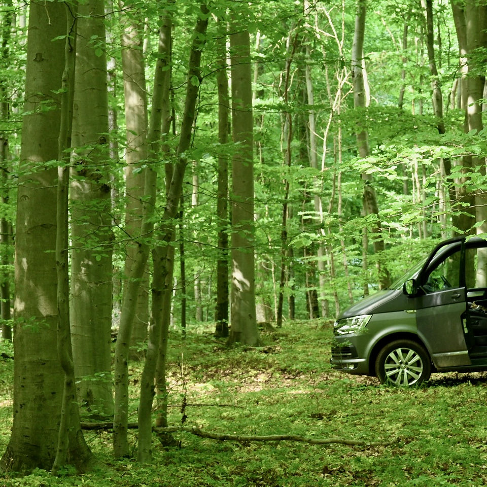 VW T6 im Buchenwald zur Fotoproduktion