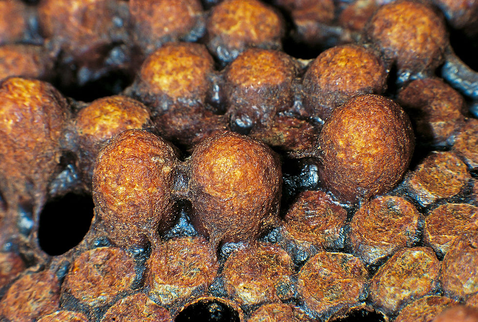 BT Biene Nr. 42-72552505