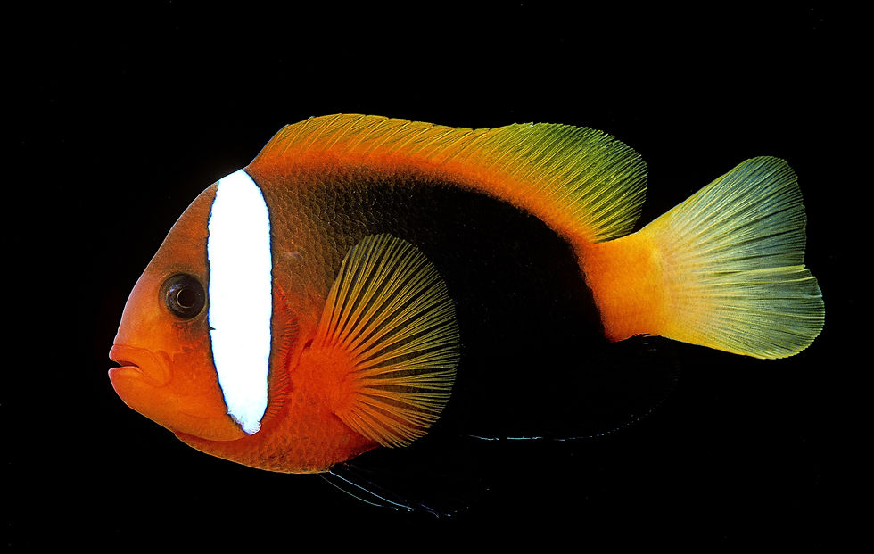 BT Fish Nr. 42-69221615