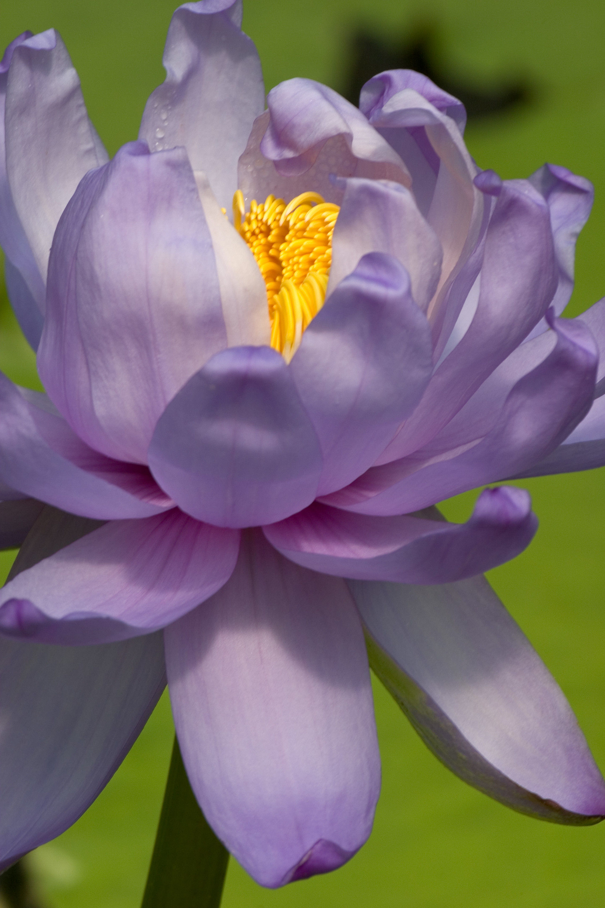 Lotus No. 17