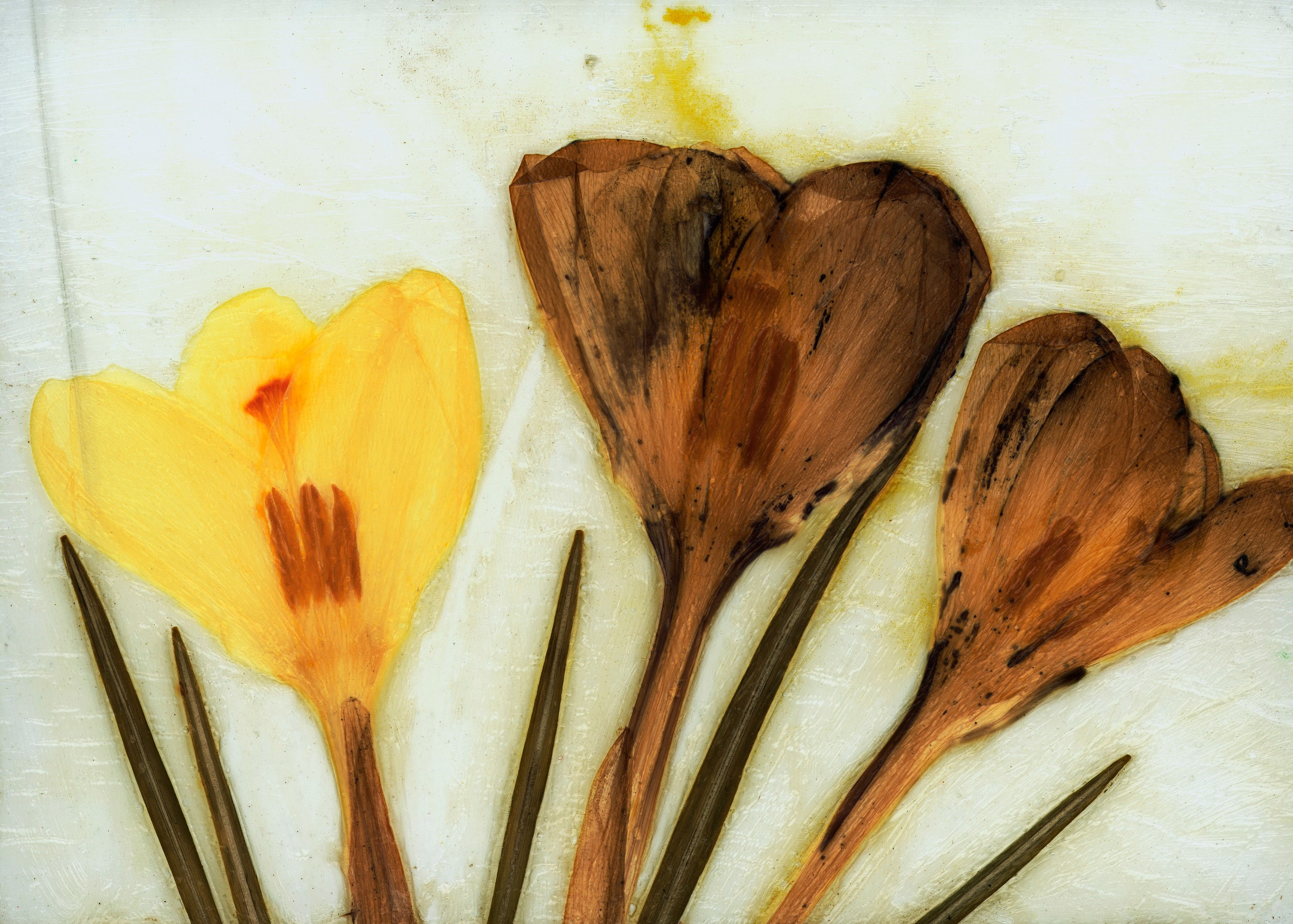 Trockenblumen No. 25