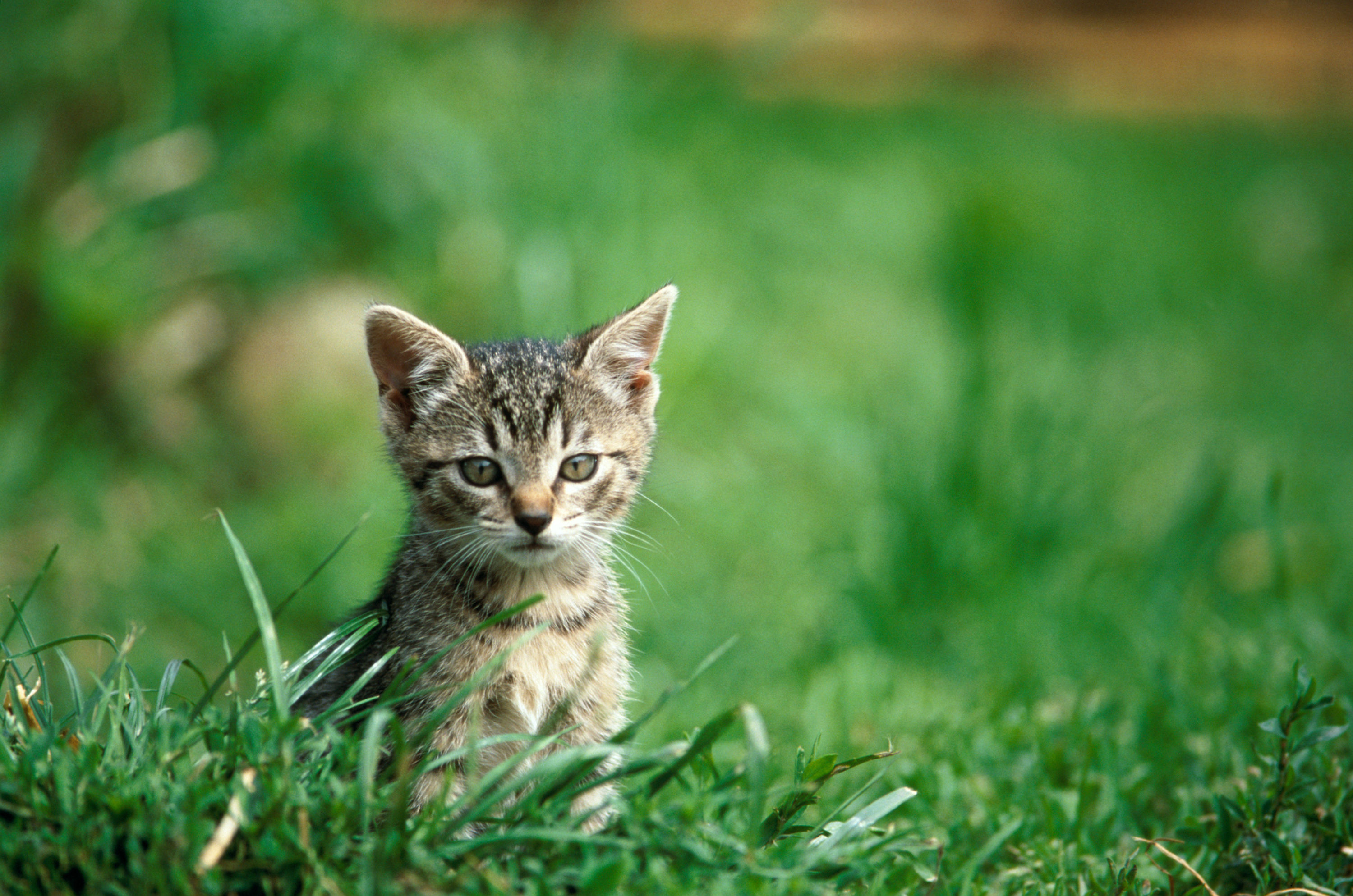 BT Cats Nr. 42-15299219