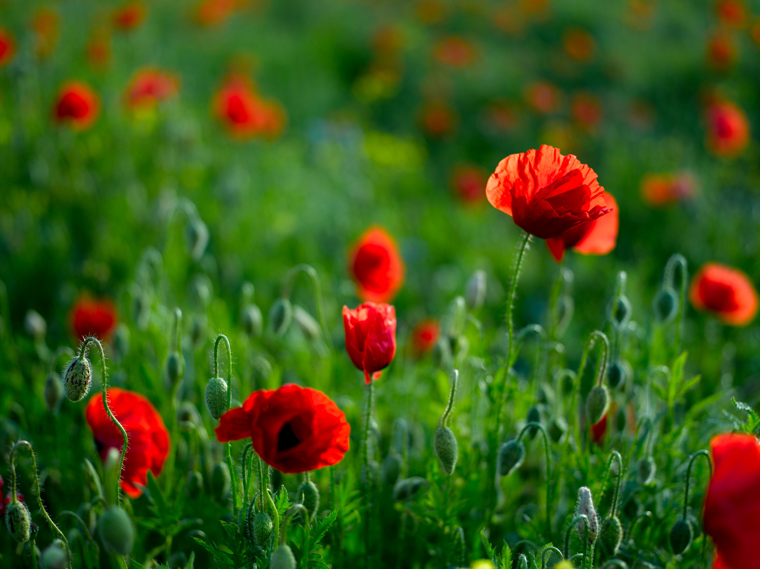 Mohn No. 10