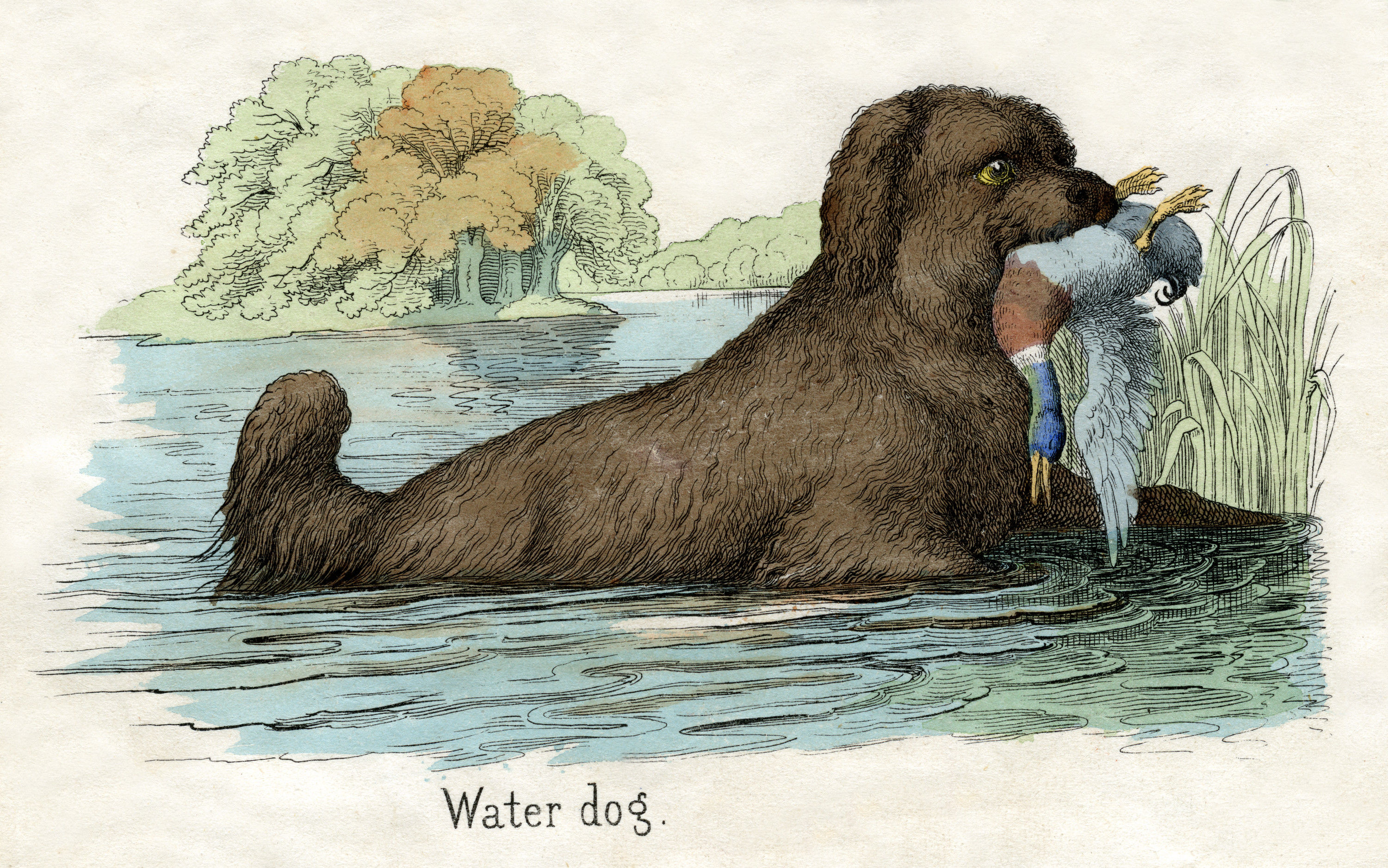 Animals-Zeichnungen #42 by © Corbis/© Corbis.  All Rights Reserved.