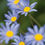 Miniaturbild: BT Flowers Blue No.