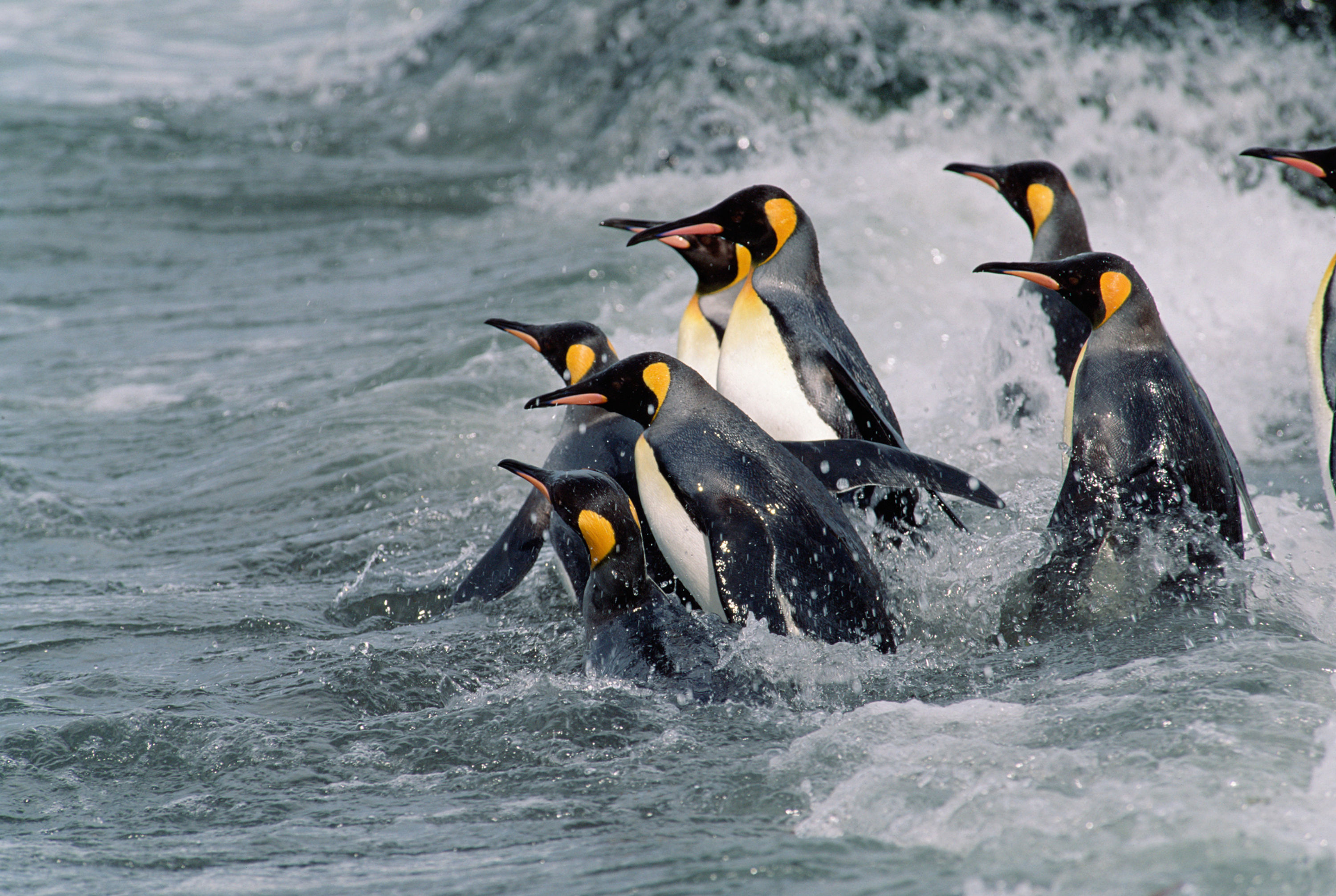 BT Pinguine Nr. 193669