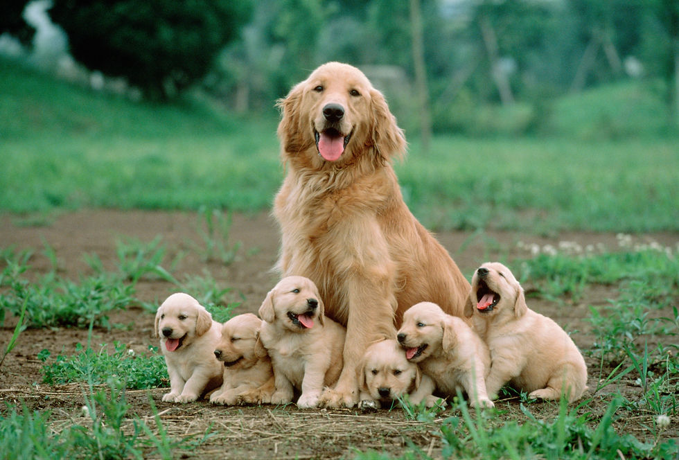 Thumbnail: BT Dogs Nr. 125414