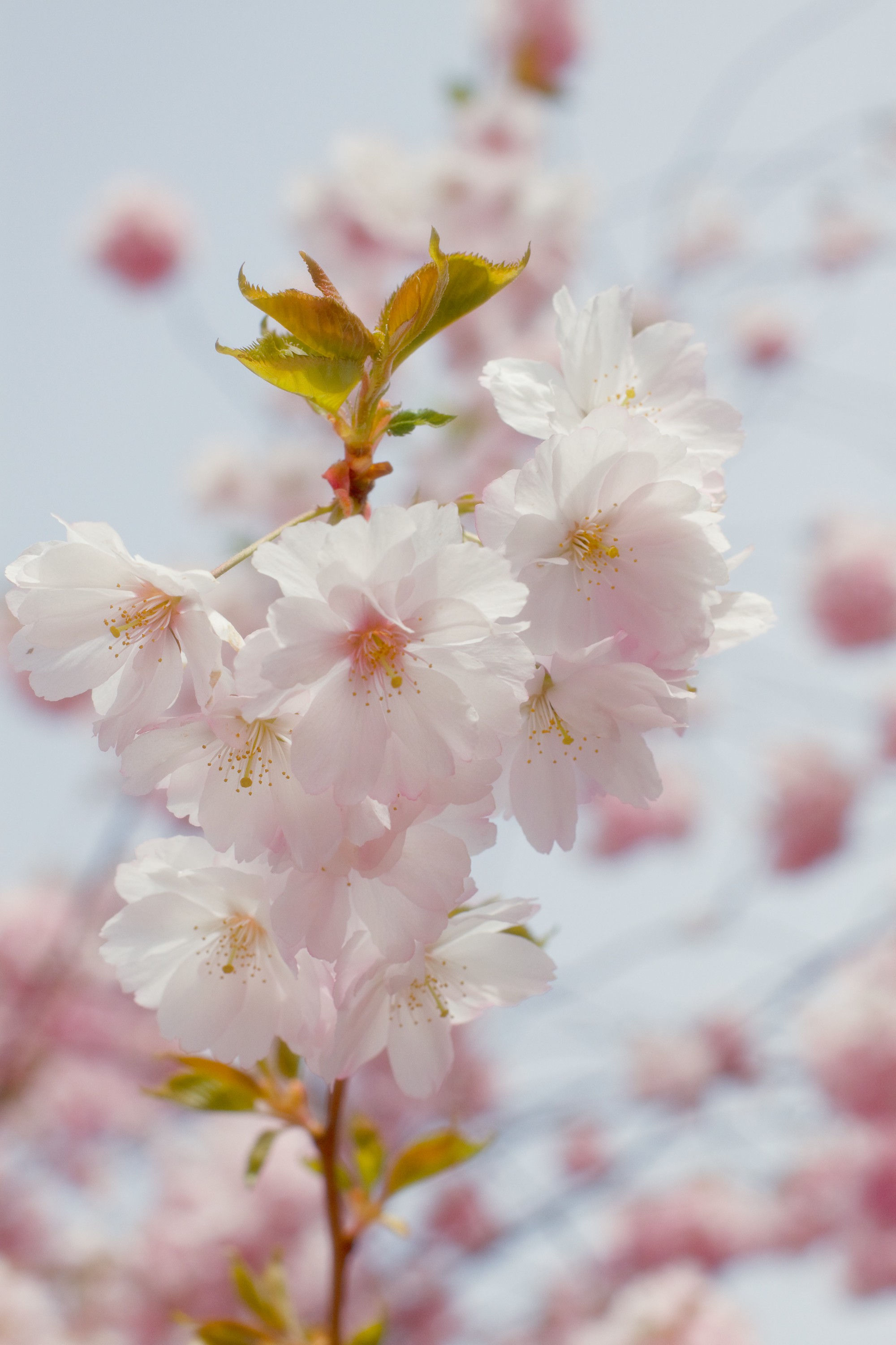 BT Sakura Nr.