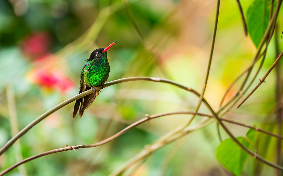 BT Kolibri Nr. 42-46380743