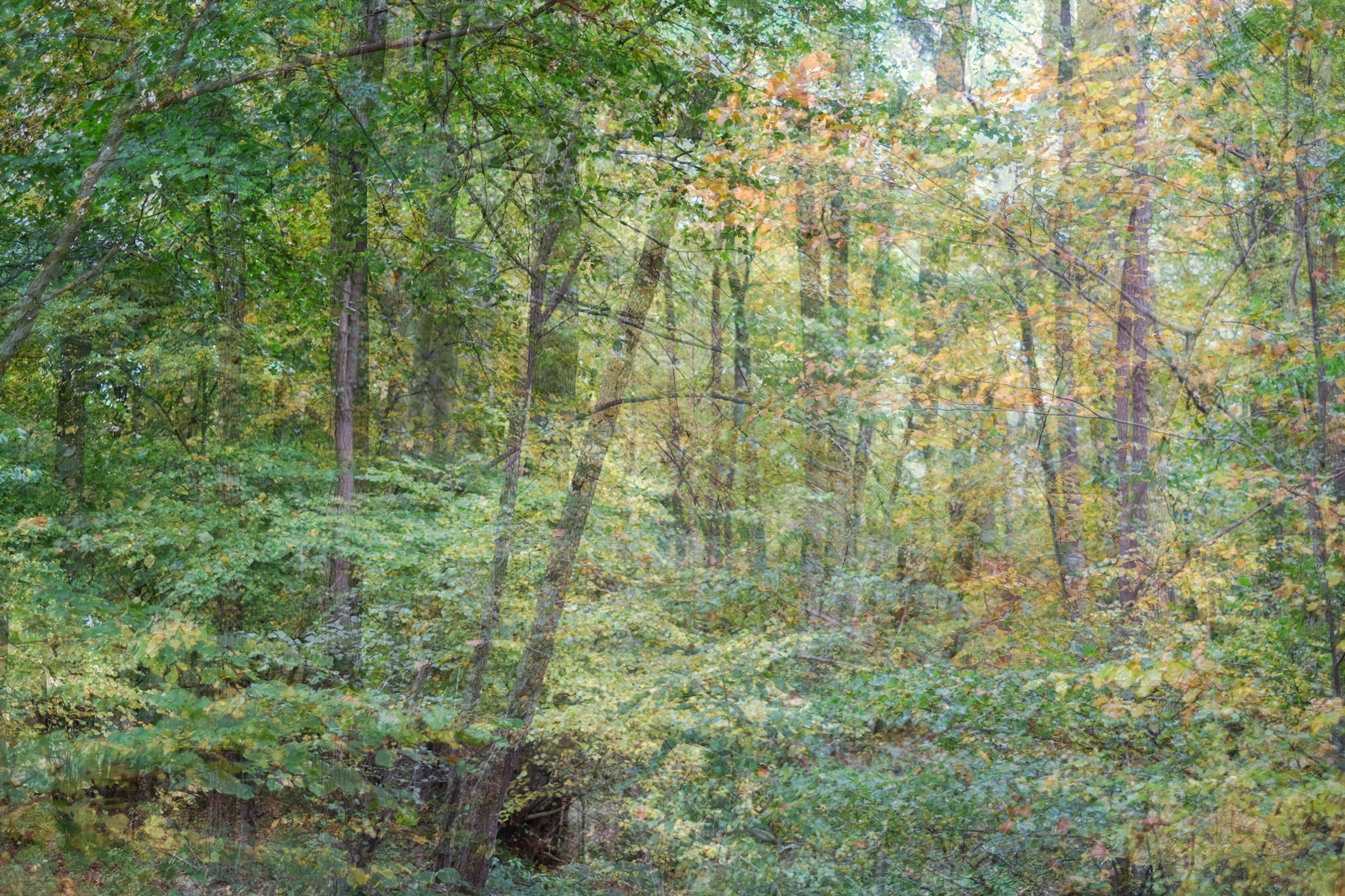 Nature Double No. 06