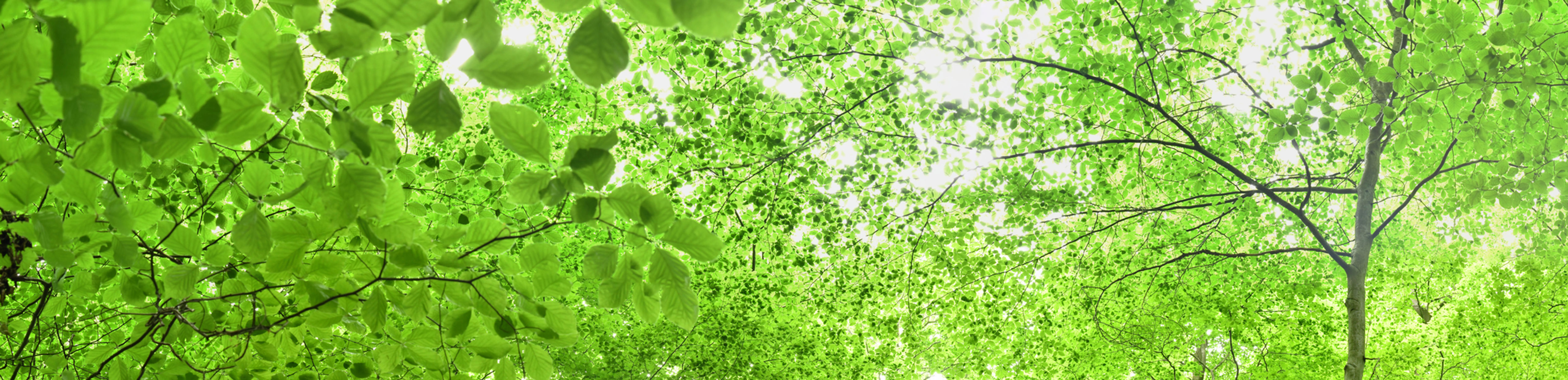 Wald Giga Panorama UHD No. 9