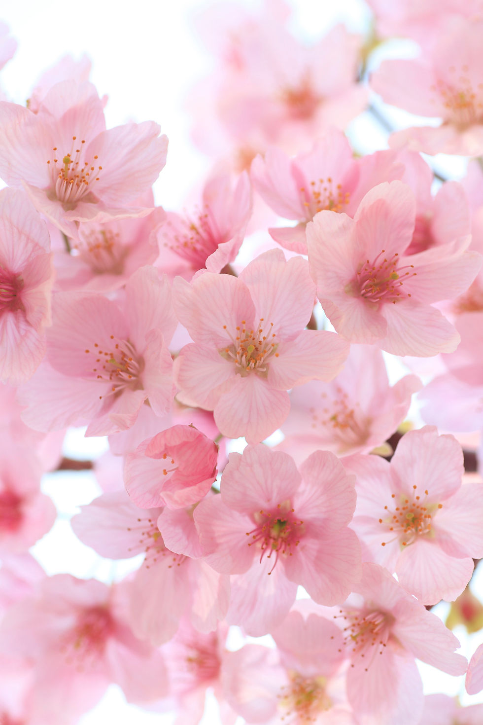 BT Kirschen Nr. 42-31184526