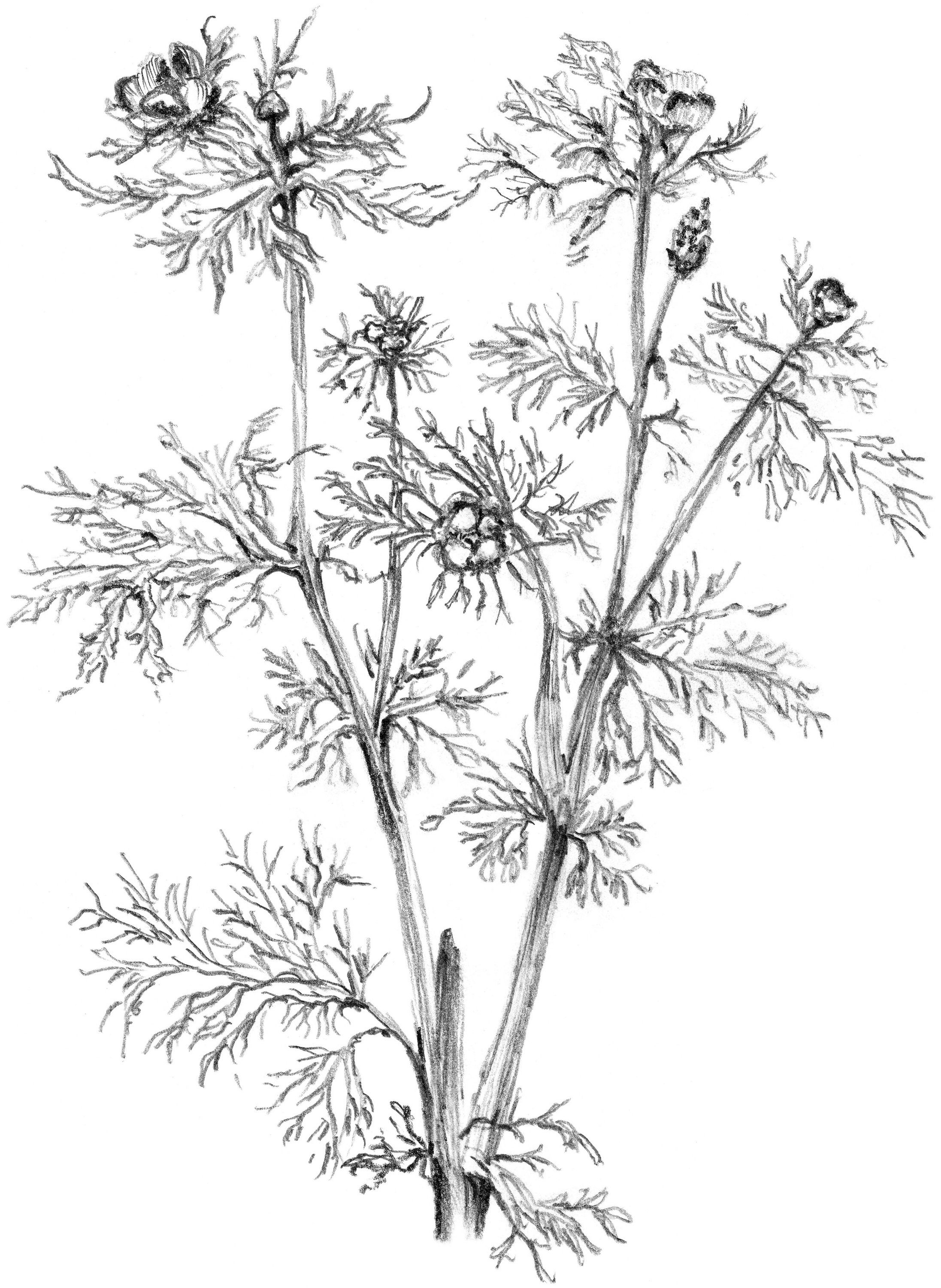 13 Botanical Illustrations & Extras No. 100