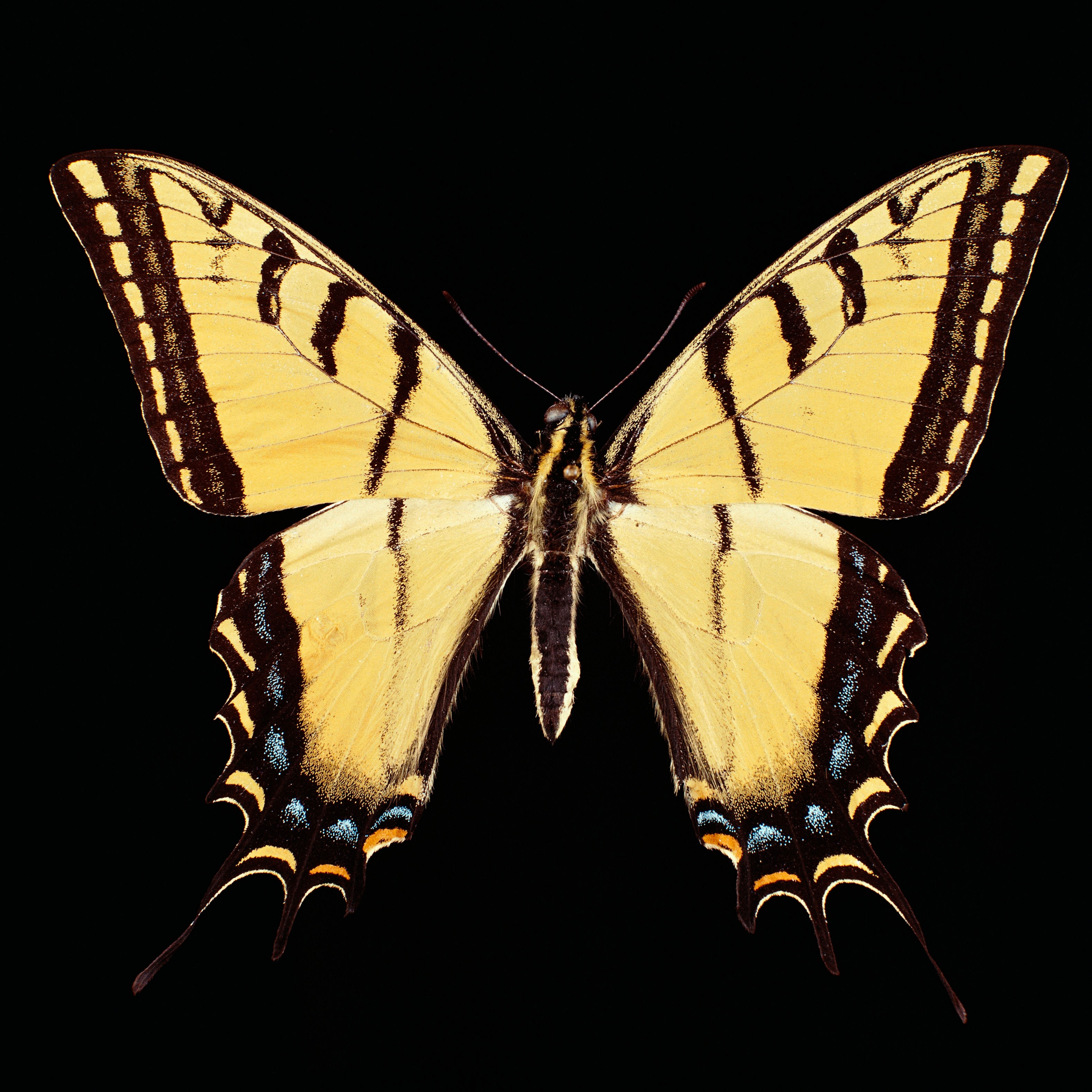 Schmetterlinge #23 by © Corbis/2/Paul Beard