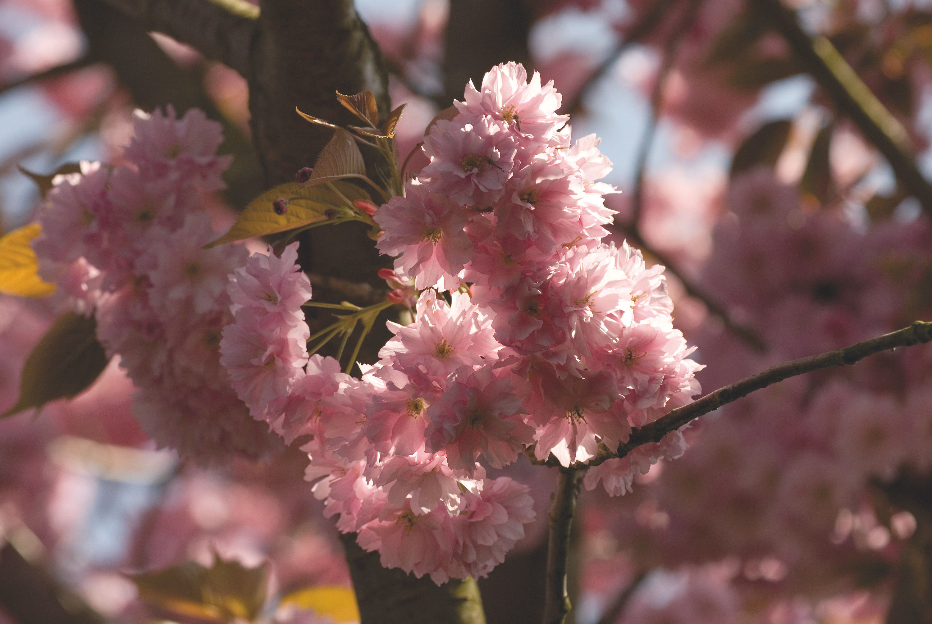 BT Magnolia Nr.