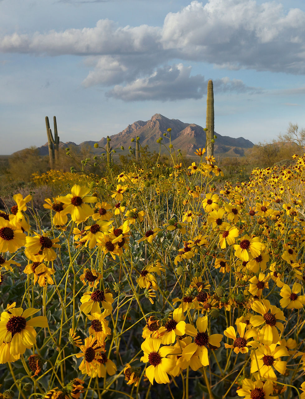 BT_WIESE Nr.: 00443058