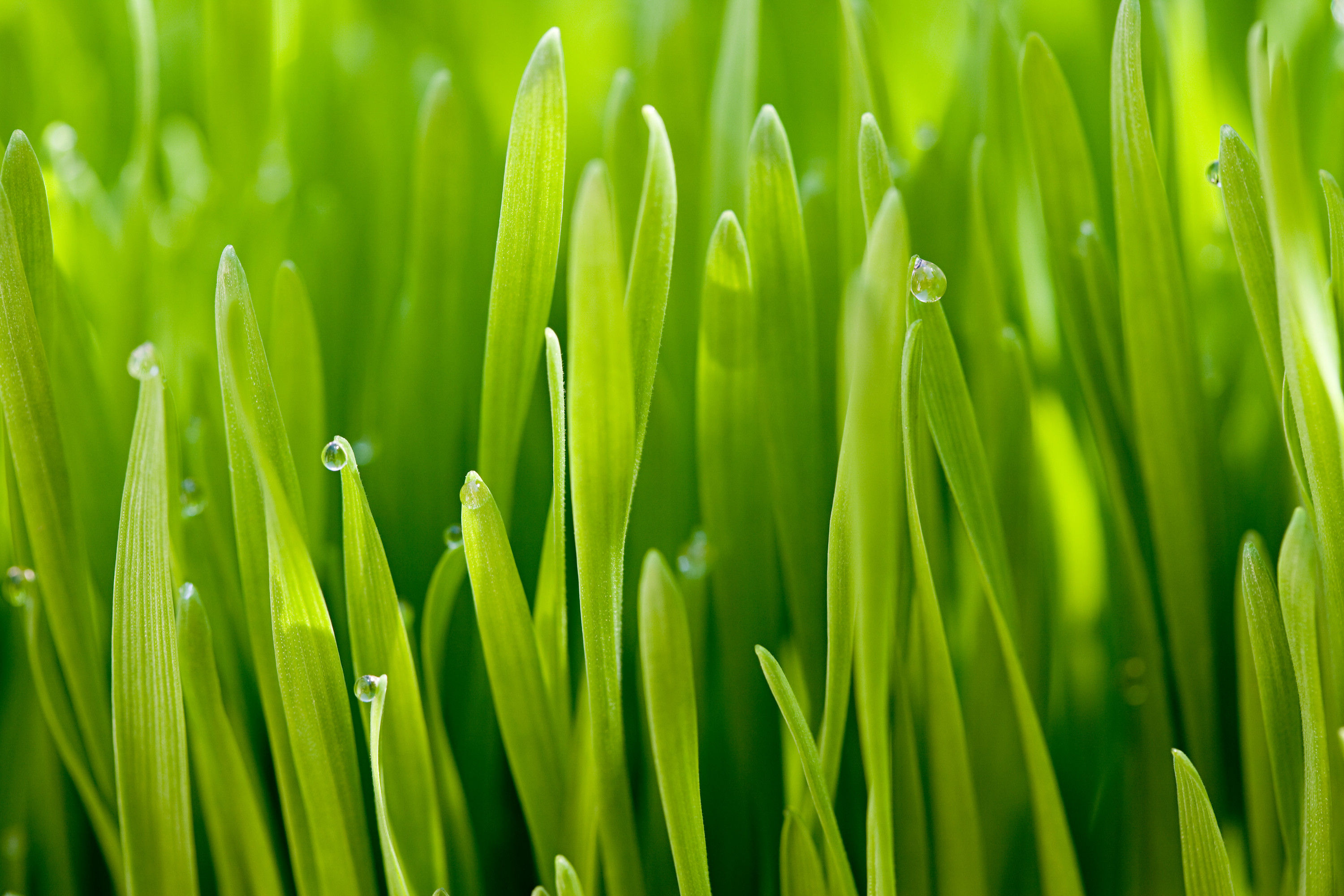 Gras III No. 1