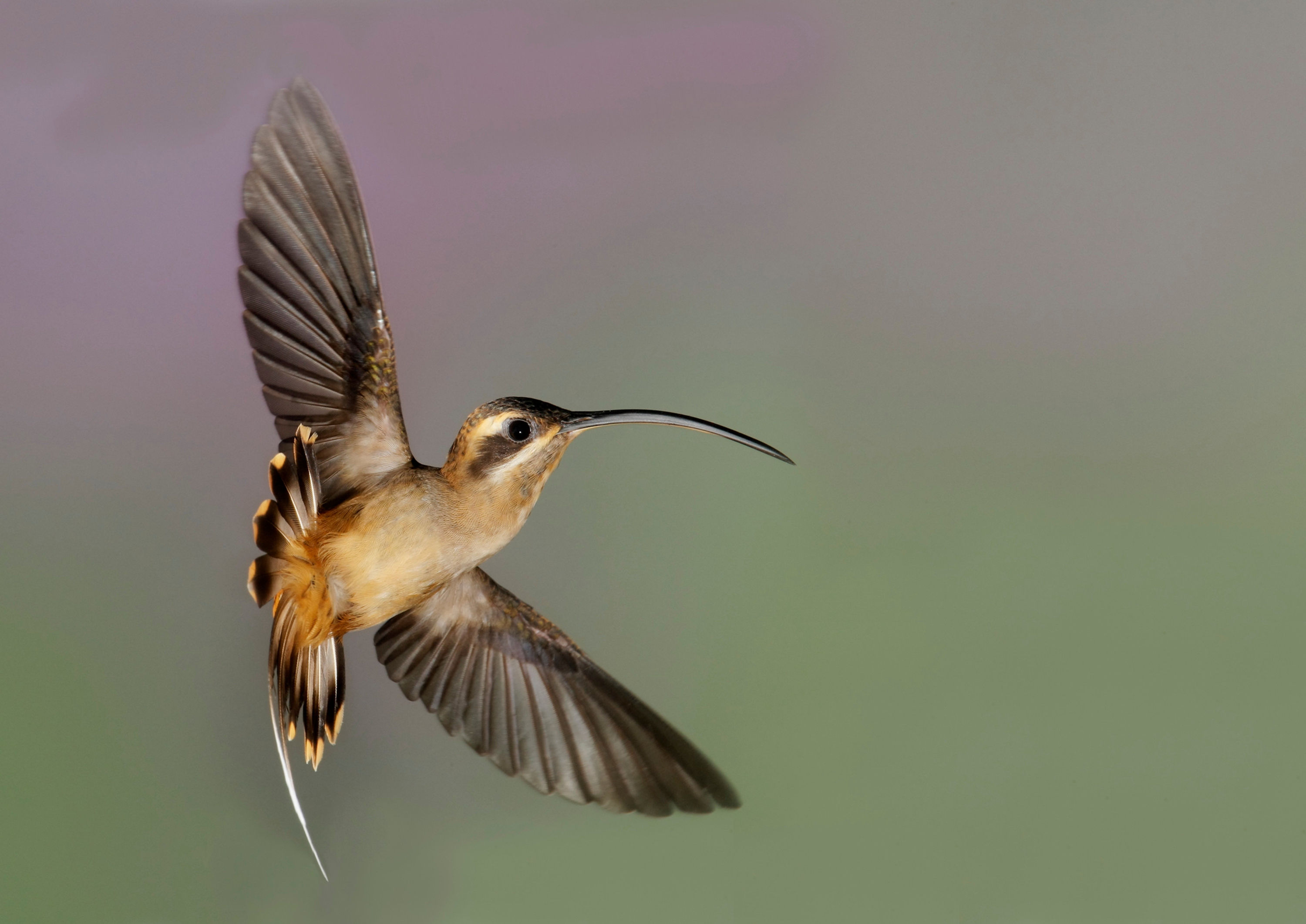 BT Kolibri Nr. 42-20534155