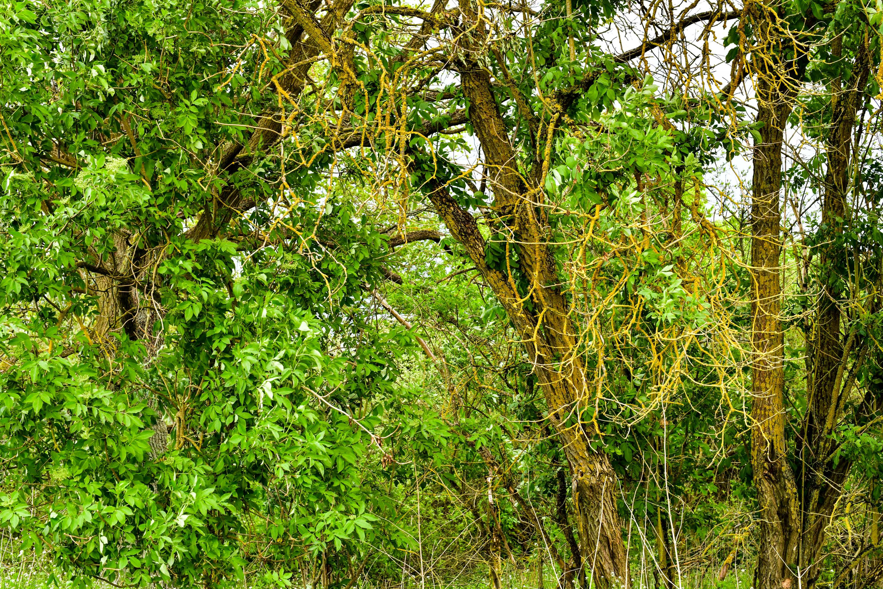 Nature Structure No. 25