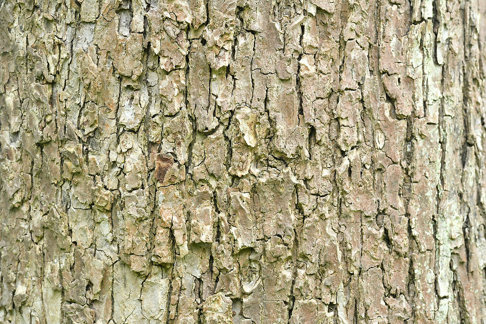 Baumrinde / Bark No. 16
