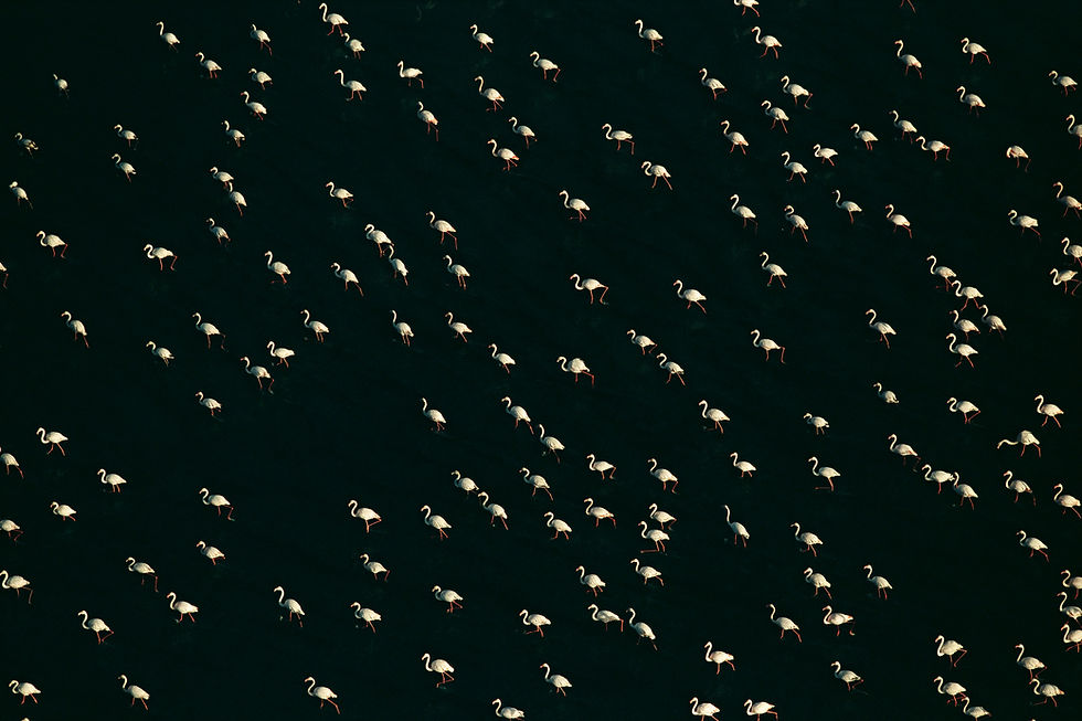 BT Vögel Nr. 42-17799958