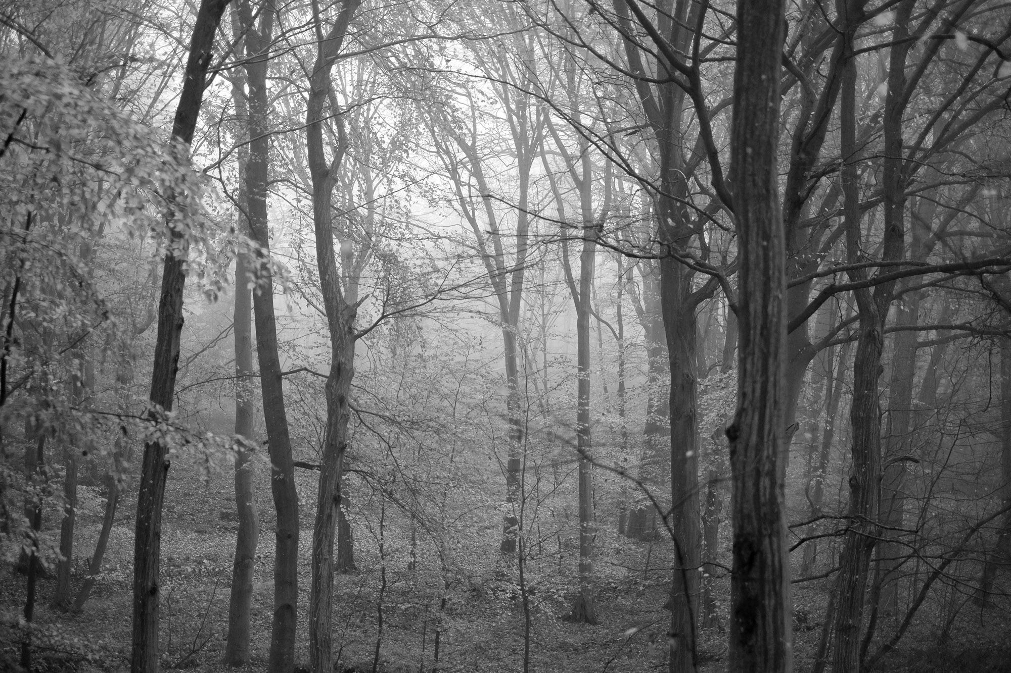 Tree to Light No. 05