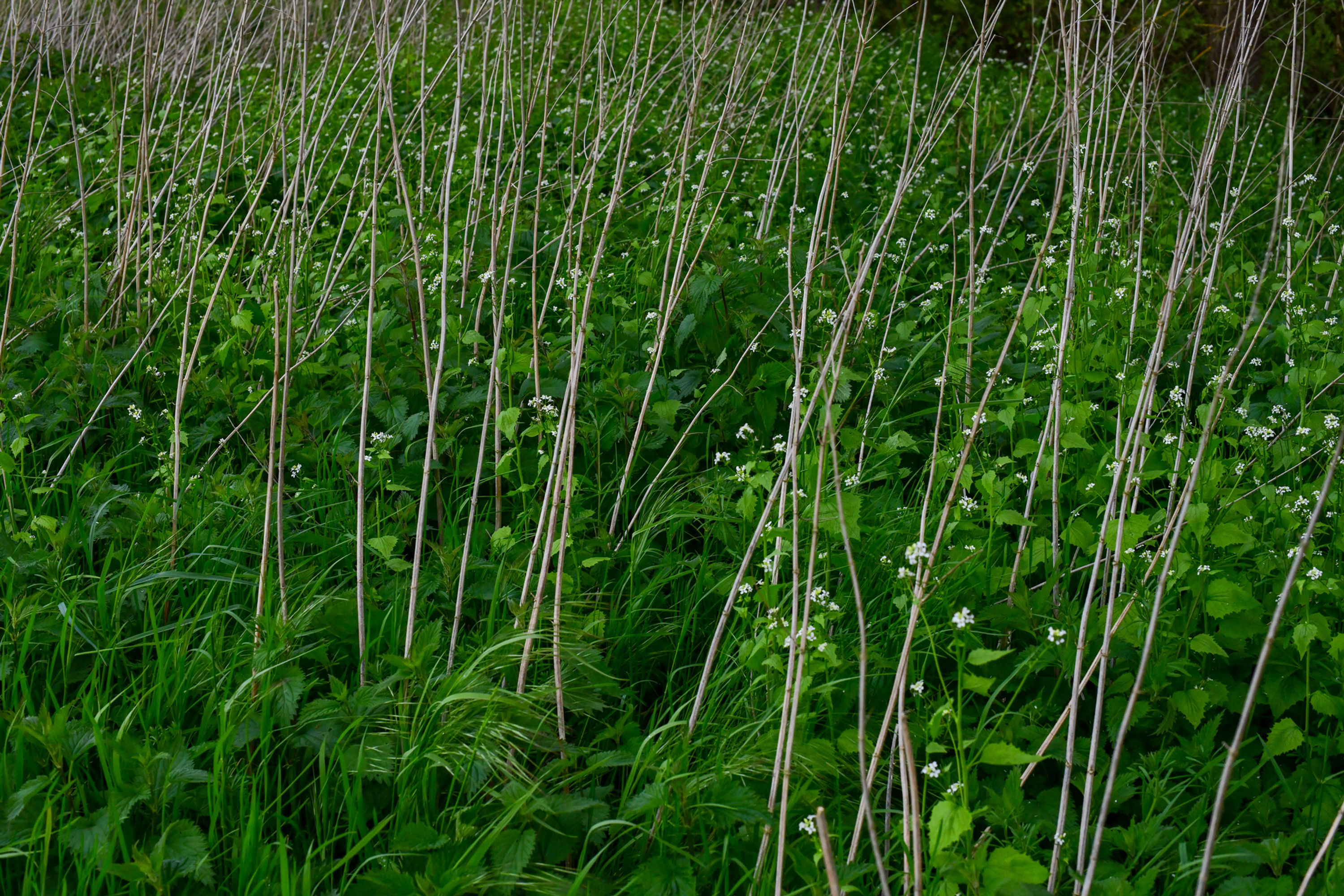 Nature Structure No. 24