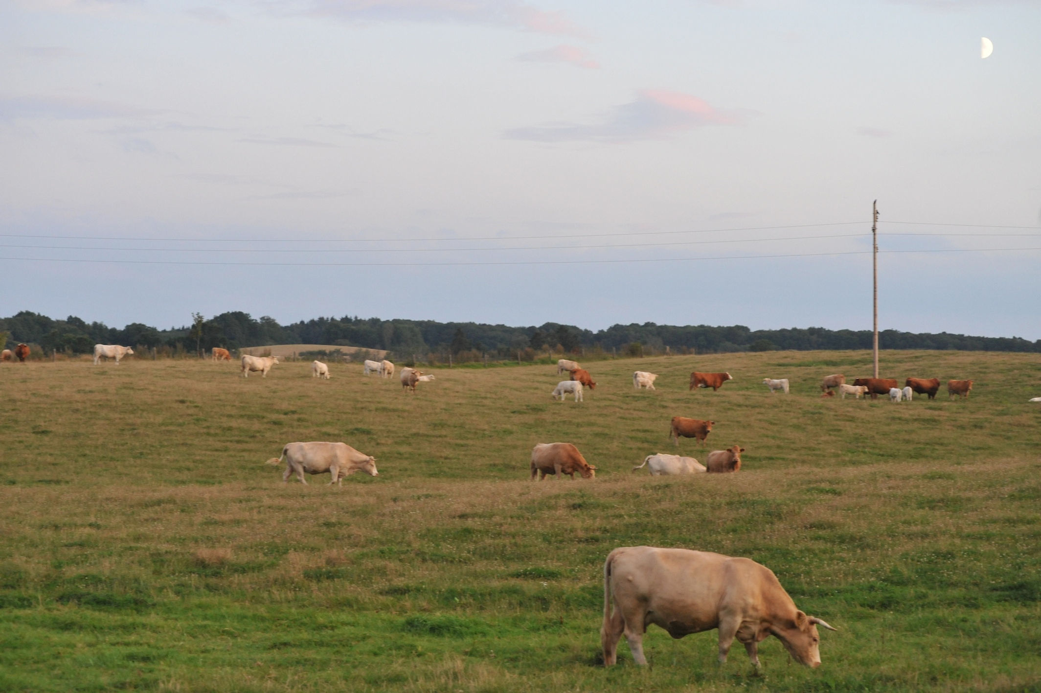 Cow No. 73