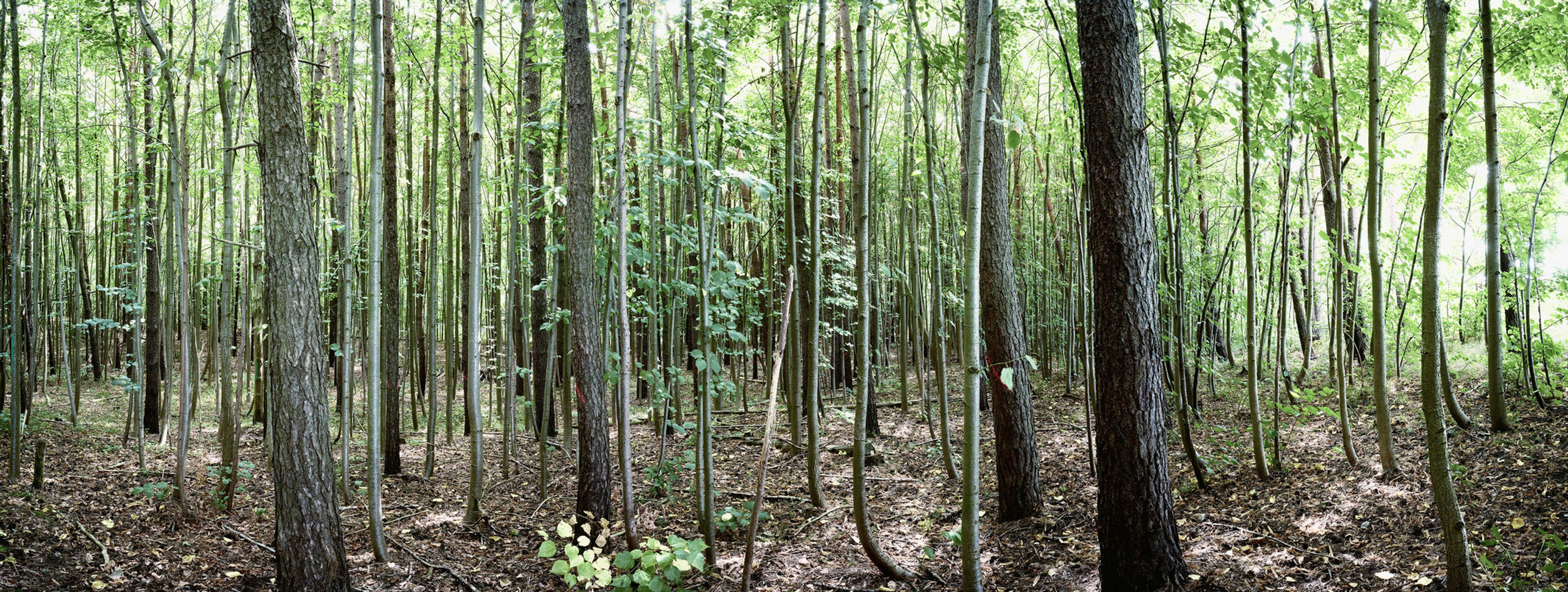 Wald Giga Panorama UHD No. 85
