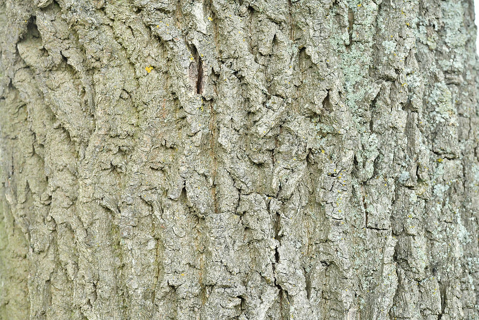 Baumrinde / Bark No. 17