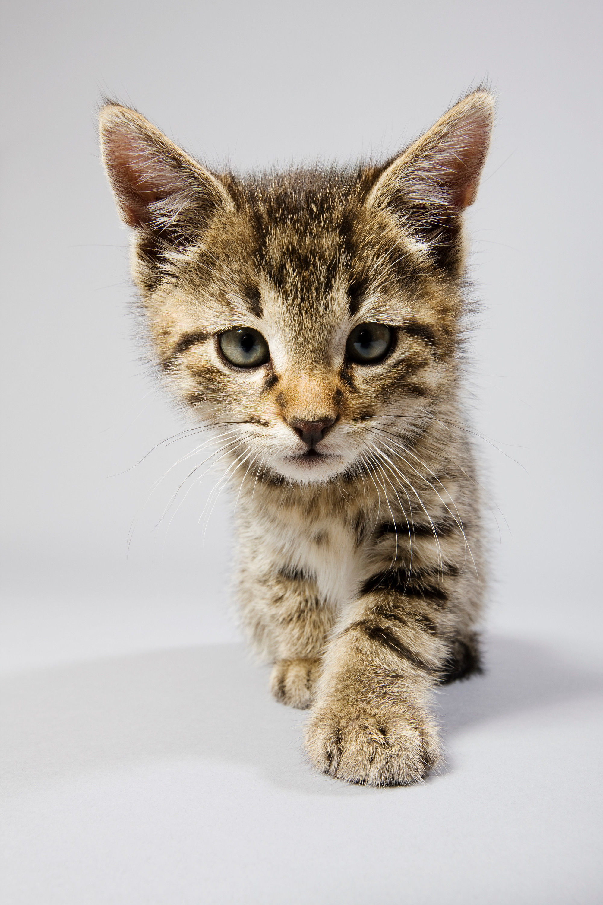 BT Cats Nr. 42-34954864