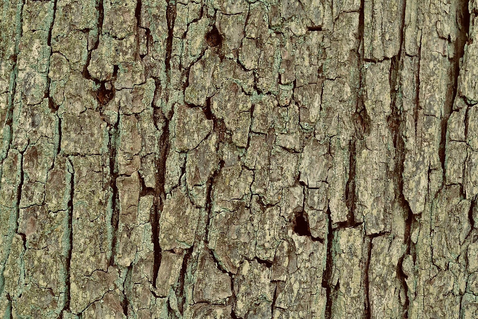 Baumrinde / Bark No. 10