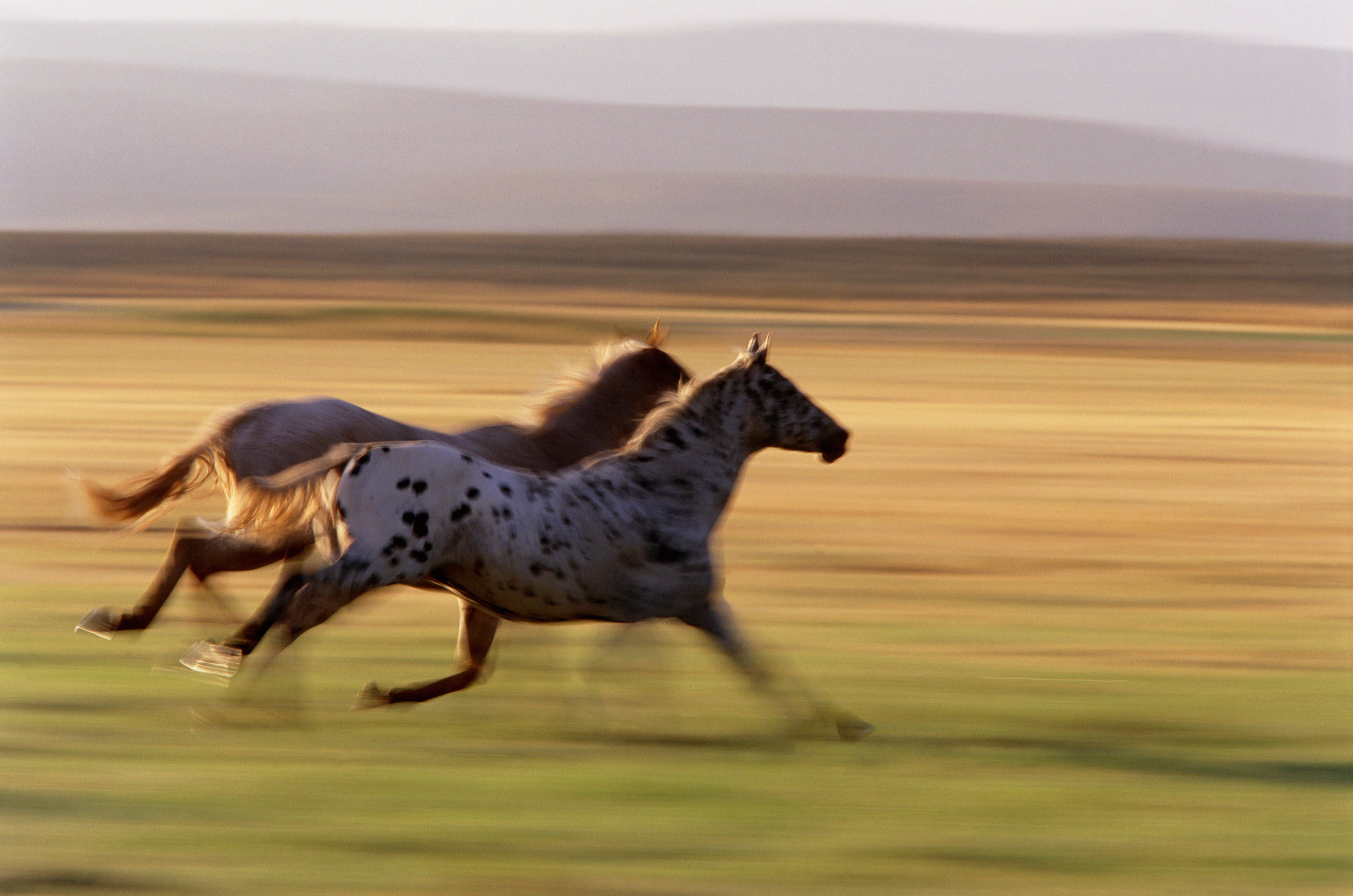 BT Horse Nr. 42-15296459