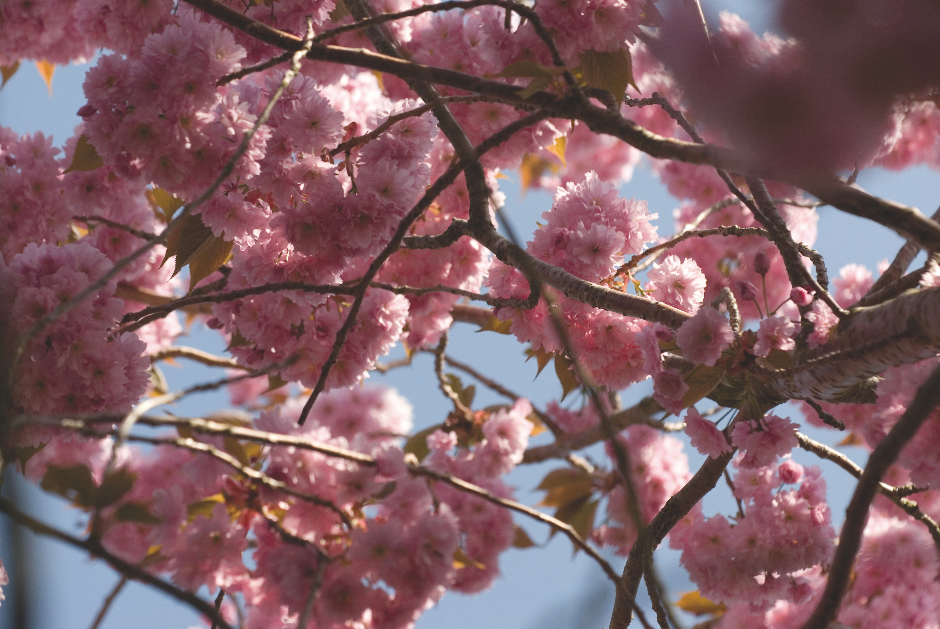 BT Magnolia Nr.